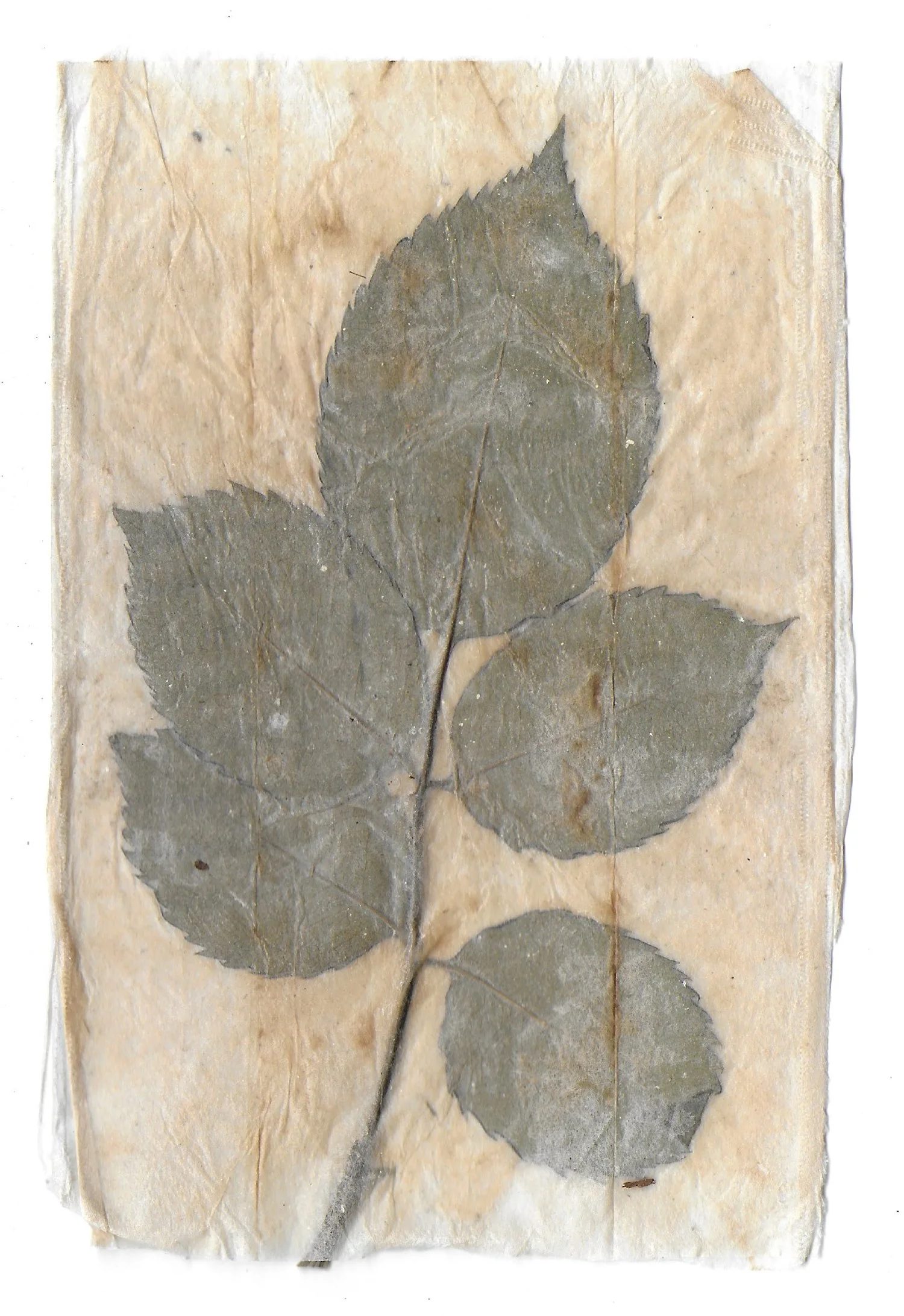 Pathway 04, Tea Bags, Dried Leaves, 2024