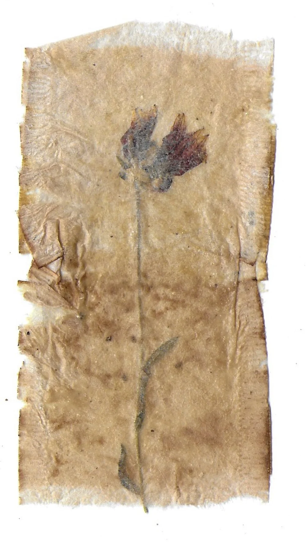 Pathway 05, Tea Bags, Dried Flowers, 2024