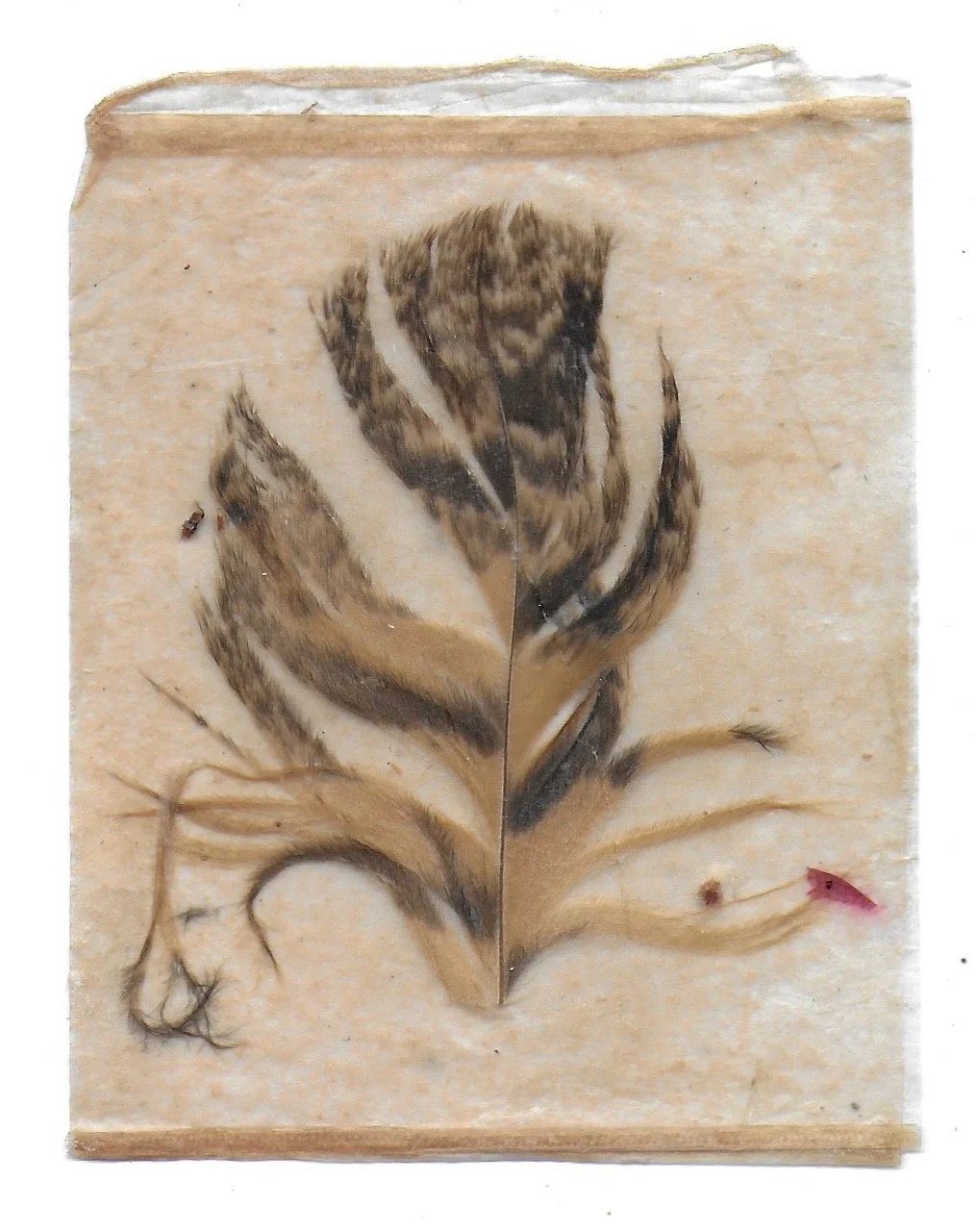 Pathway 02, Tea Bags, Feather, 2024