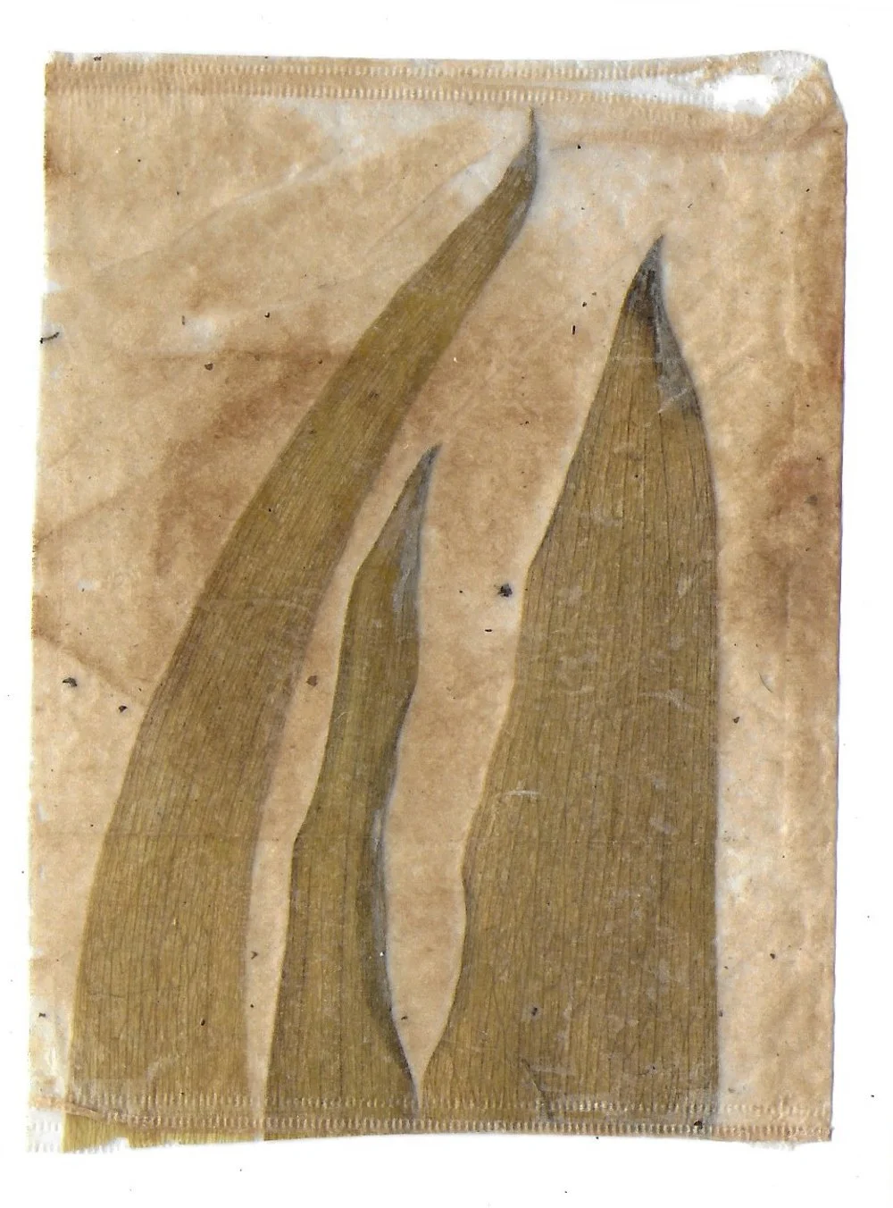 Pathway 13, Tea Bags, Dried Leaves, 2024