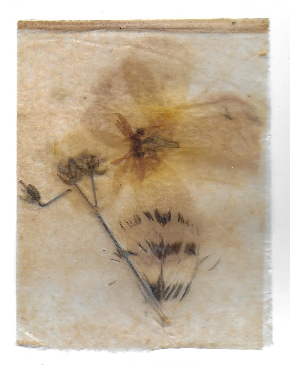 Pathway 20, Tea Bags, Dried Flowers, 2024