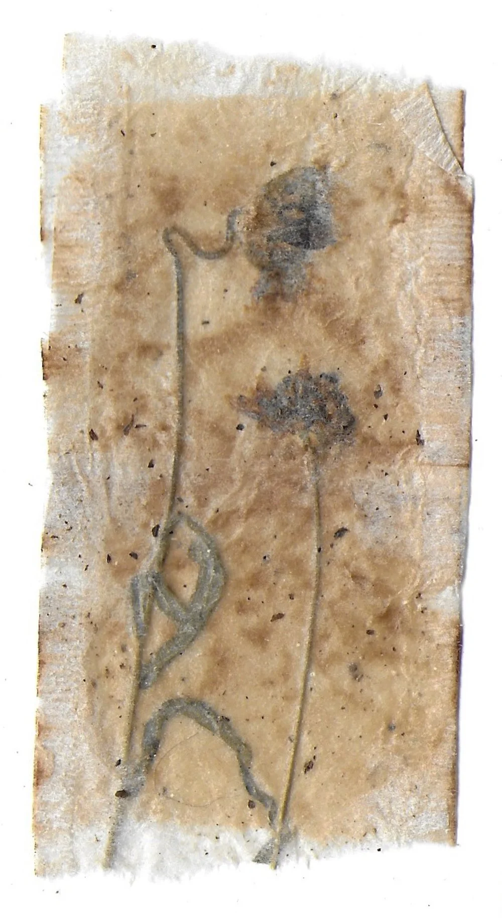 Pathway 11, Tea Bags, Dried Flowers, 2024