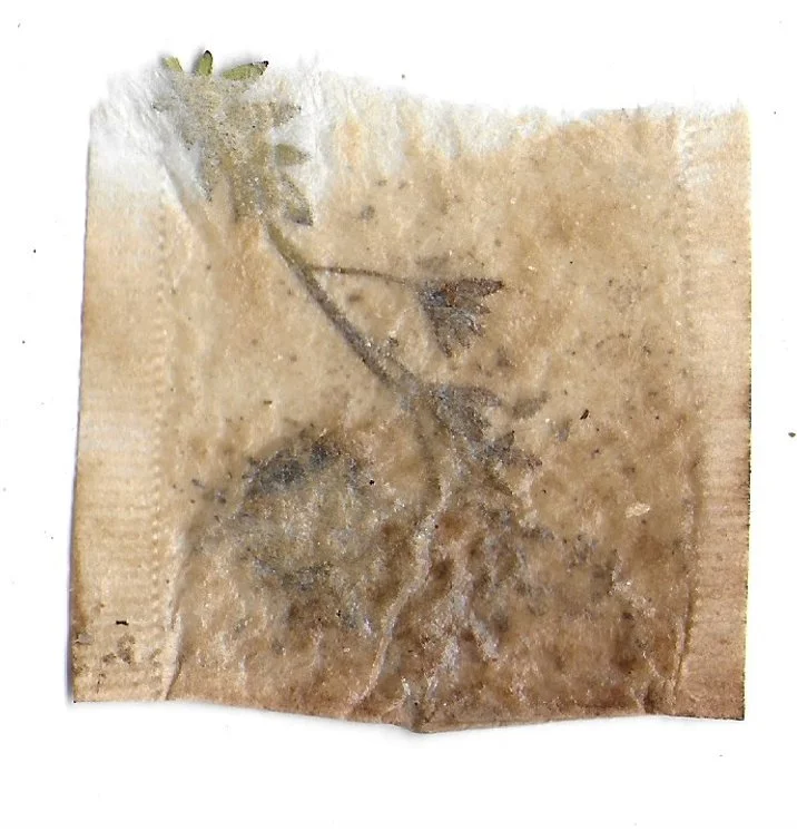 Pathway 07, Tea Bags, Dried Flowers, 2024
