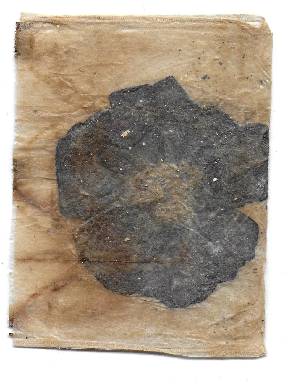 Pathway 15, Tea Bags, Dried Flowers, 2024
