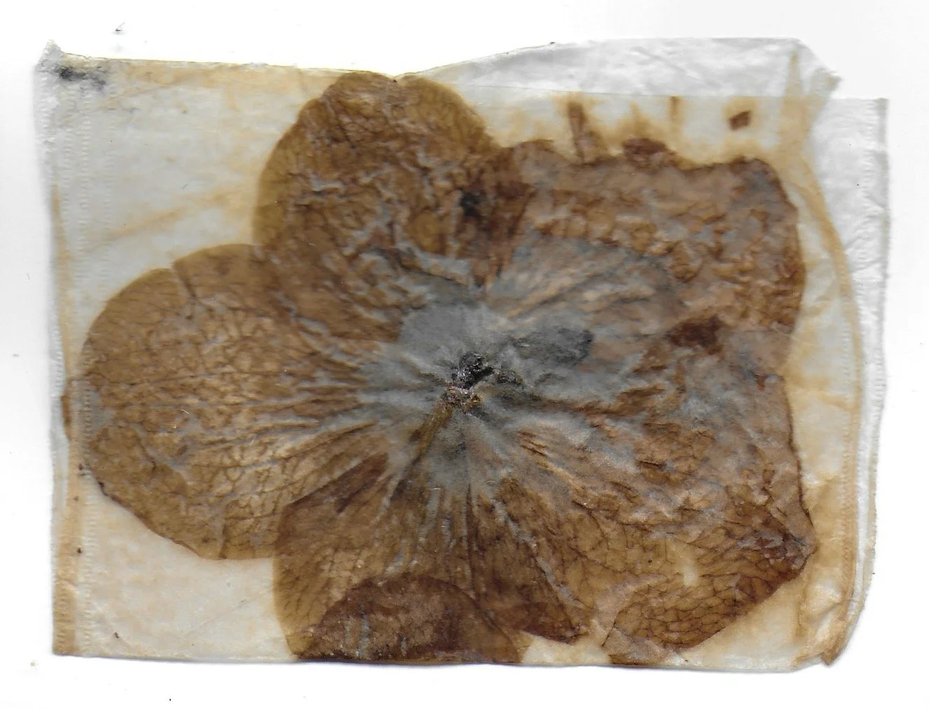 Pathway 16, Tea Bags, Dried Flowers, 2024