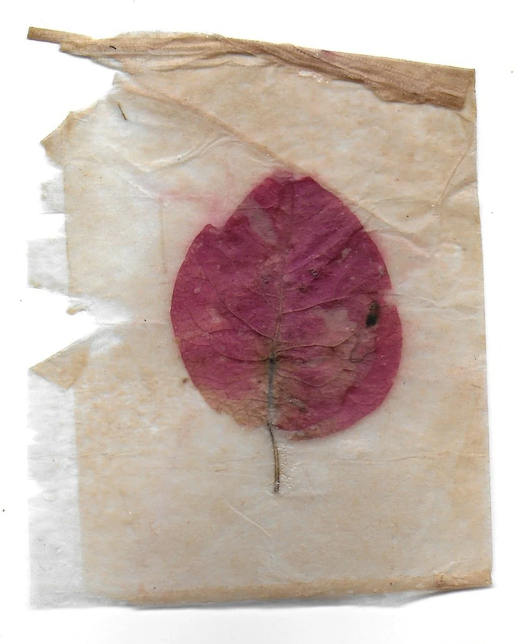 Pathway 09, Tea Bags, Dried Flowers, 2024