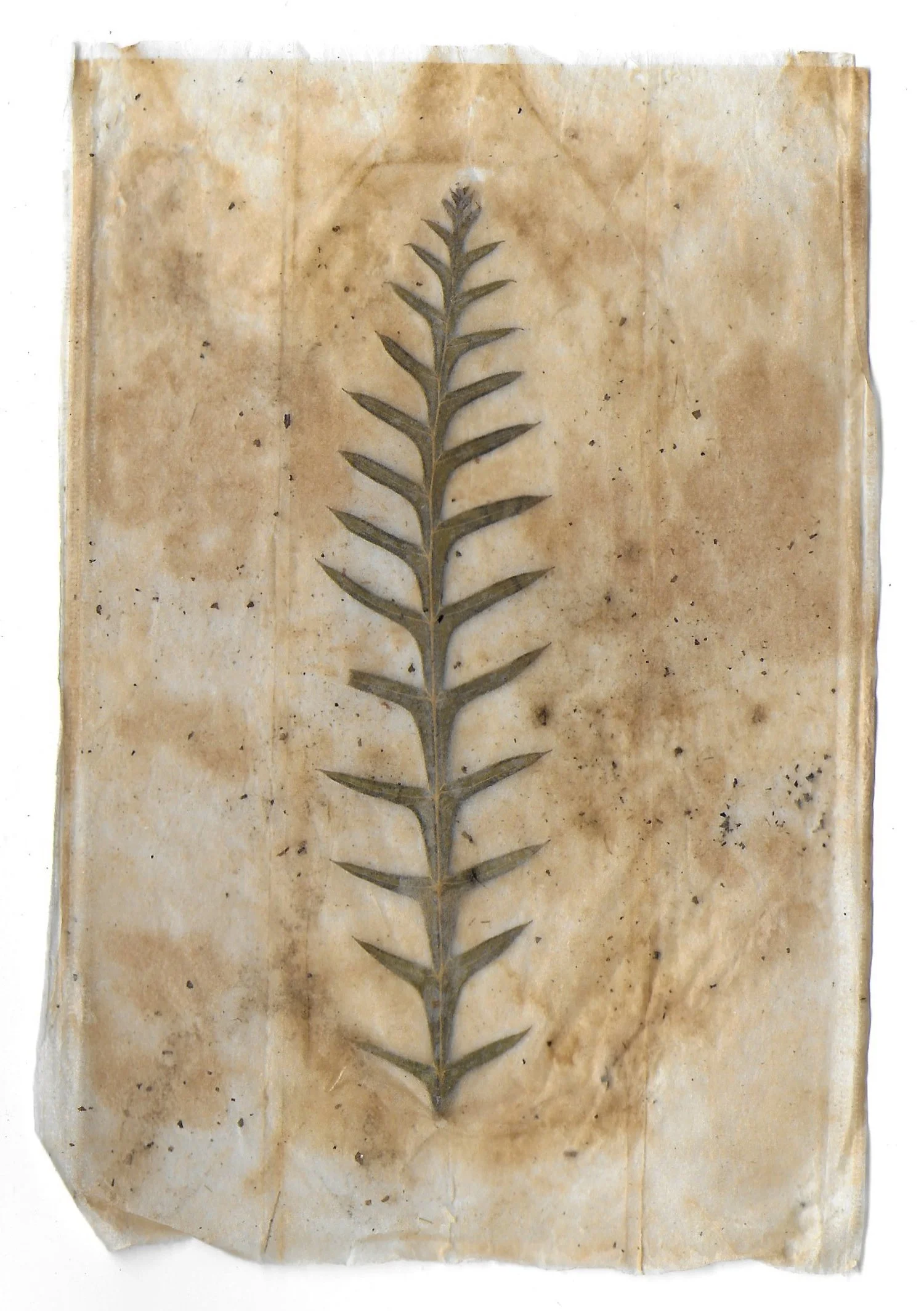 Pathway 17, Tea Bags, Dried Leaves, 2024