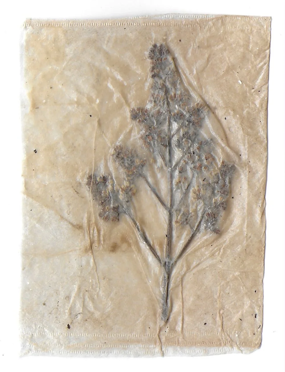 Pathway 14, Tea Bags, Dried Flowers, 2024
