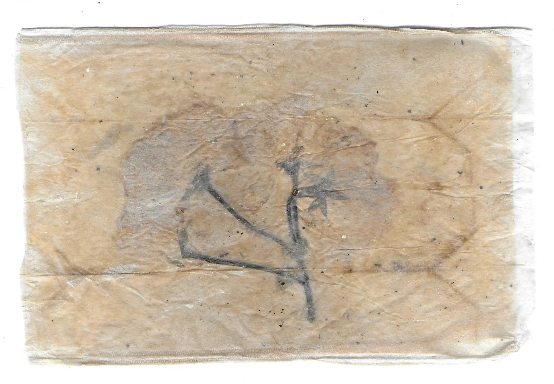 Pathway 03, Tea Bags, Dried Flowers, 2024