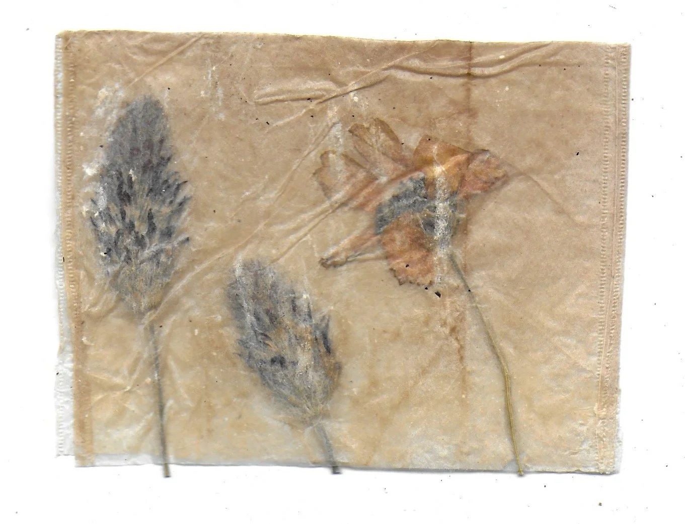 Pathway 08, Tea Bags, Dried Flowers, 2024