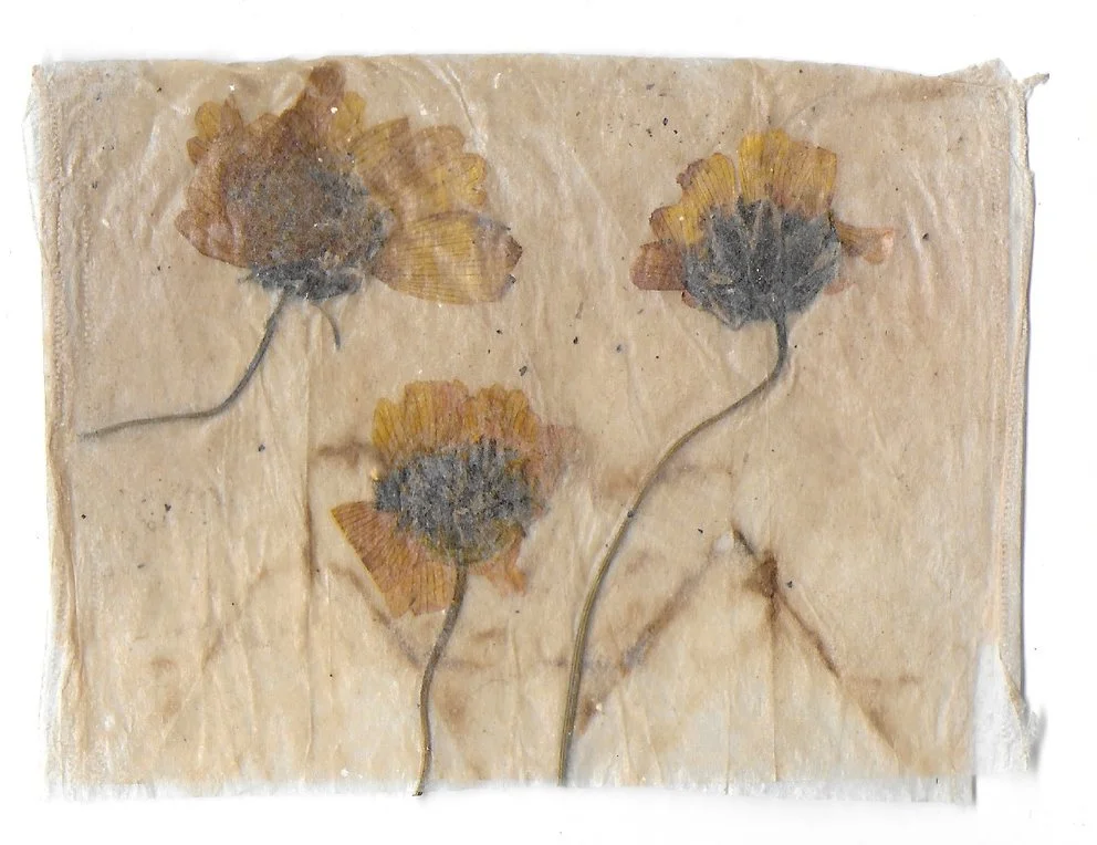Pathway 19, Tea Bags, Dried Flowers, 2024