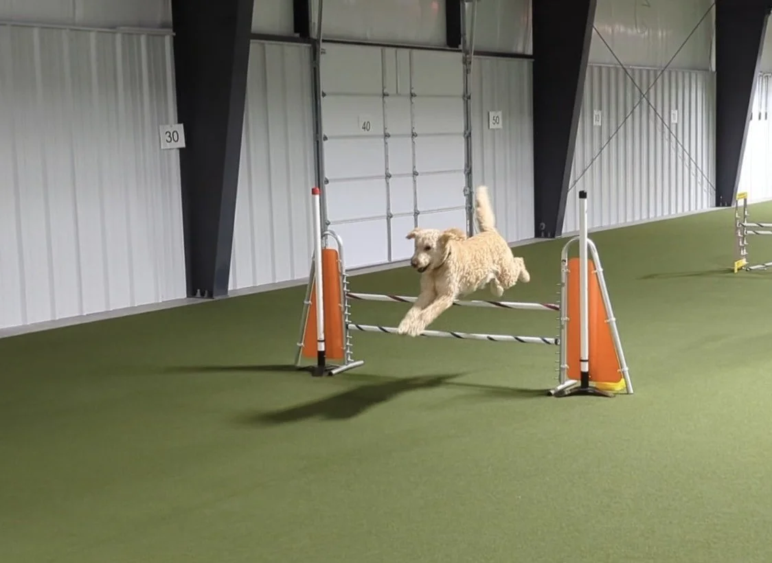 A goldendoodle jumping over an agility hurdle in an indoor dog training facility.