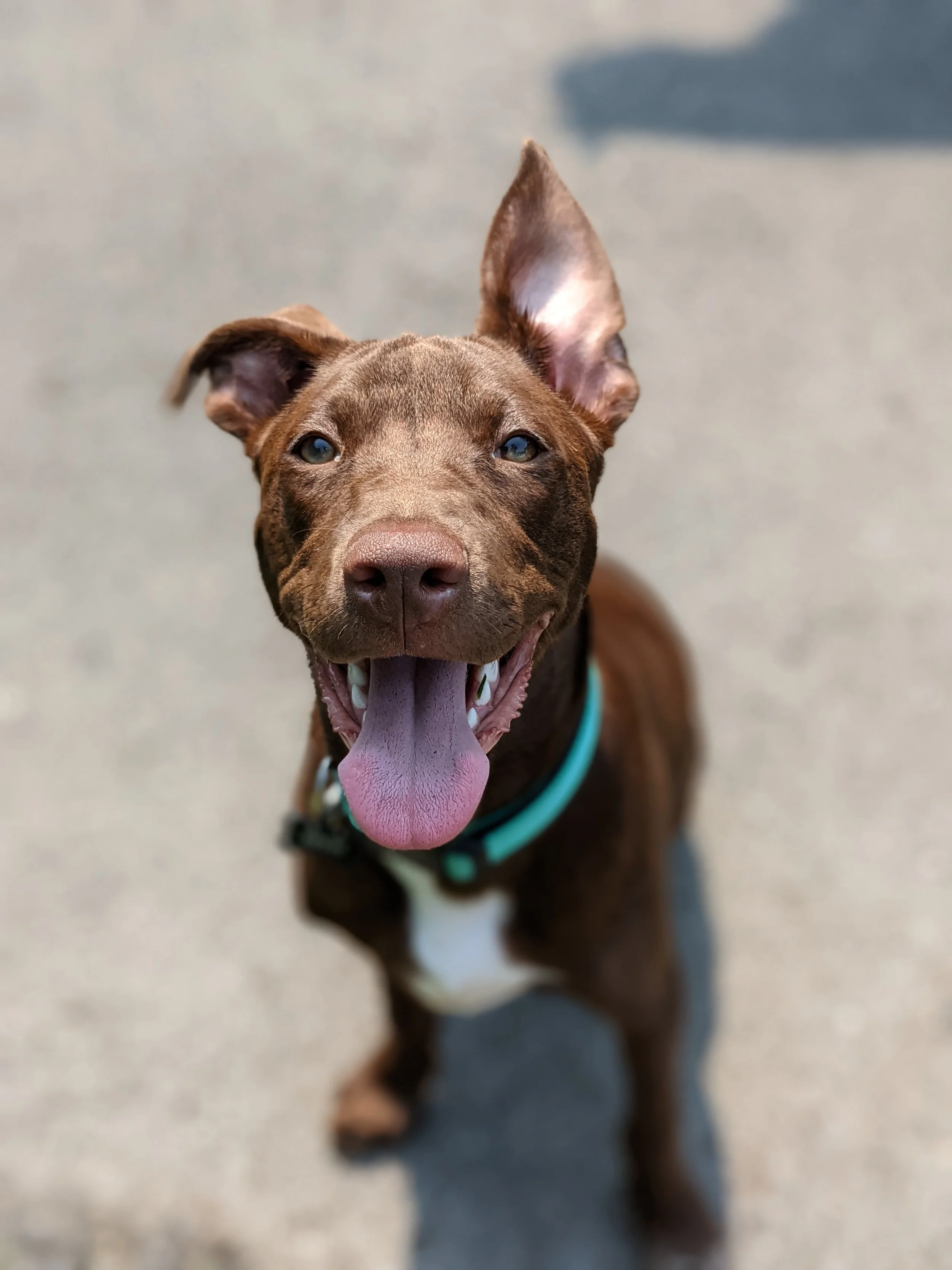 A brown dog with blue eyes, one ear upright and the other flopped, panting with its tongue out, wearing a teal collar, standing on a concrete surface.
