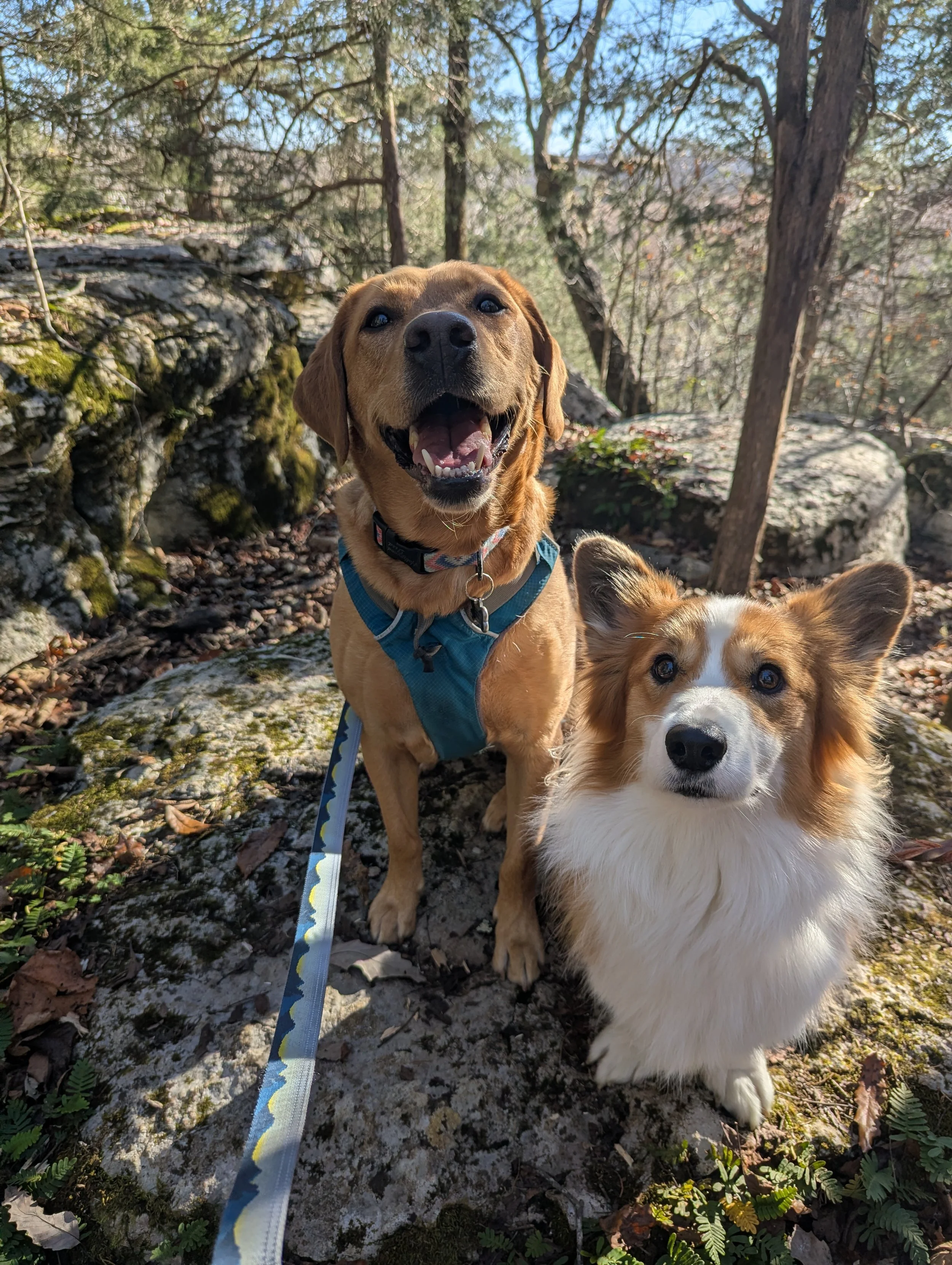 loose leash walking, hiking