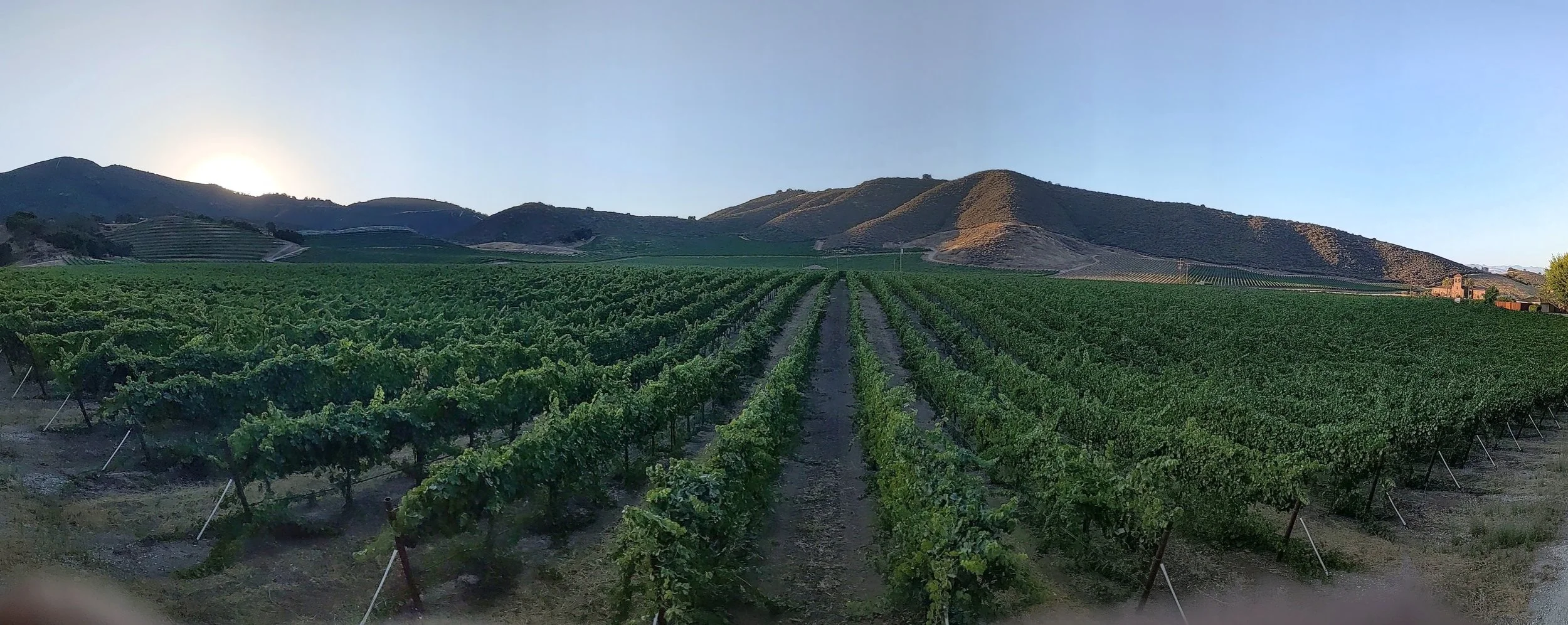 Panoramic view of hillside vineyards and cultivated vine rows in California’s Cienega Valley.
