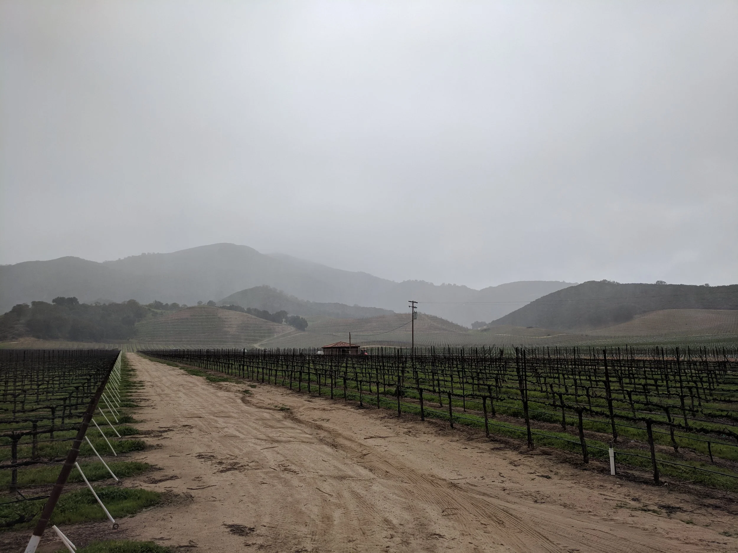 Foggy hillside vineyard in California illustrating vineyard planning and premium wine production.