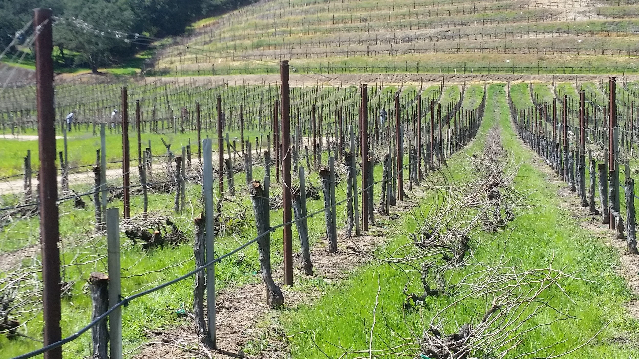 Vines pruned for grafting as part of long-term vineyard redevelopment planning.