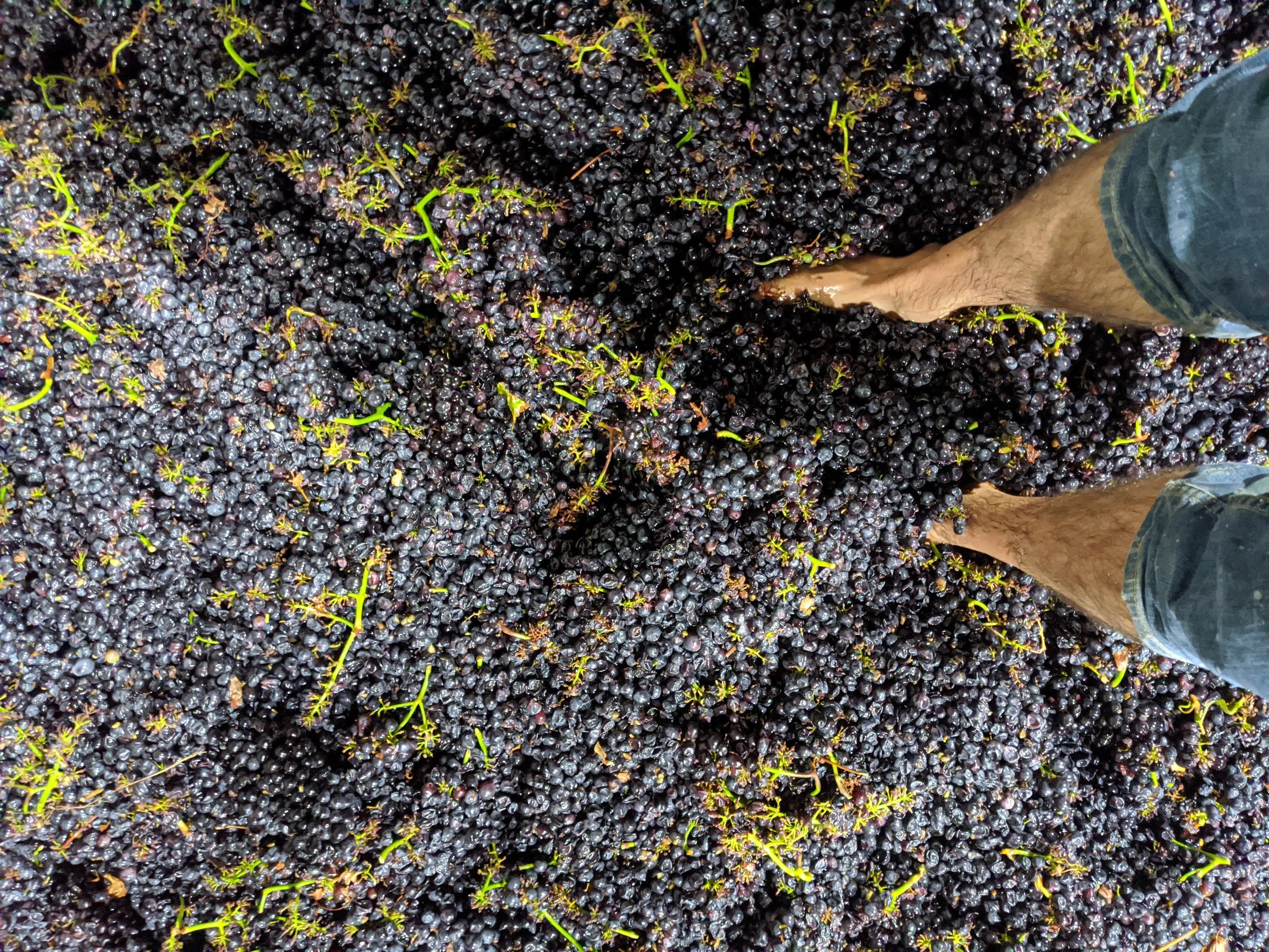 Traditional foot treading of Pinot Noir grapes during fermentation at a California winery