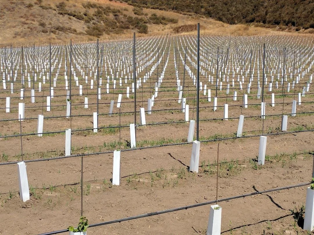 Rows of vineyard vines in California representing vineyard management and vineyard-to-bottle winemaking consulting services.