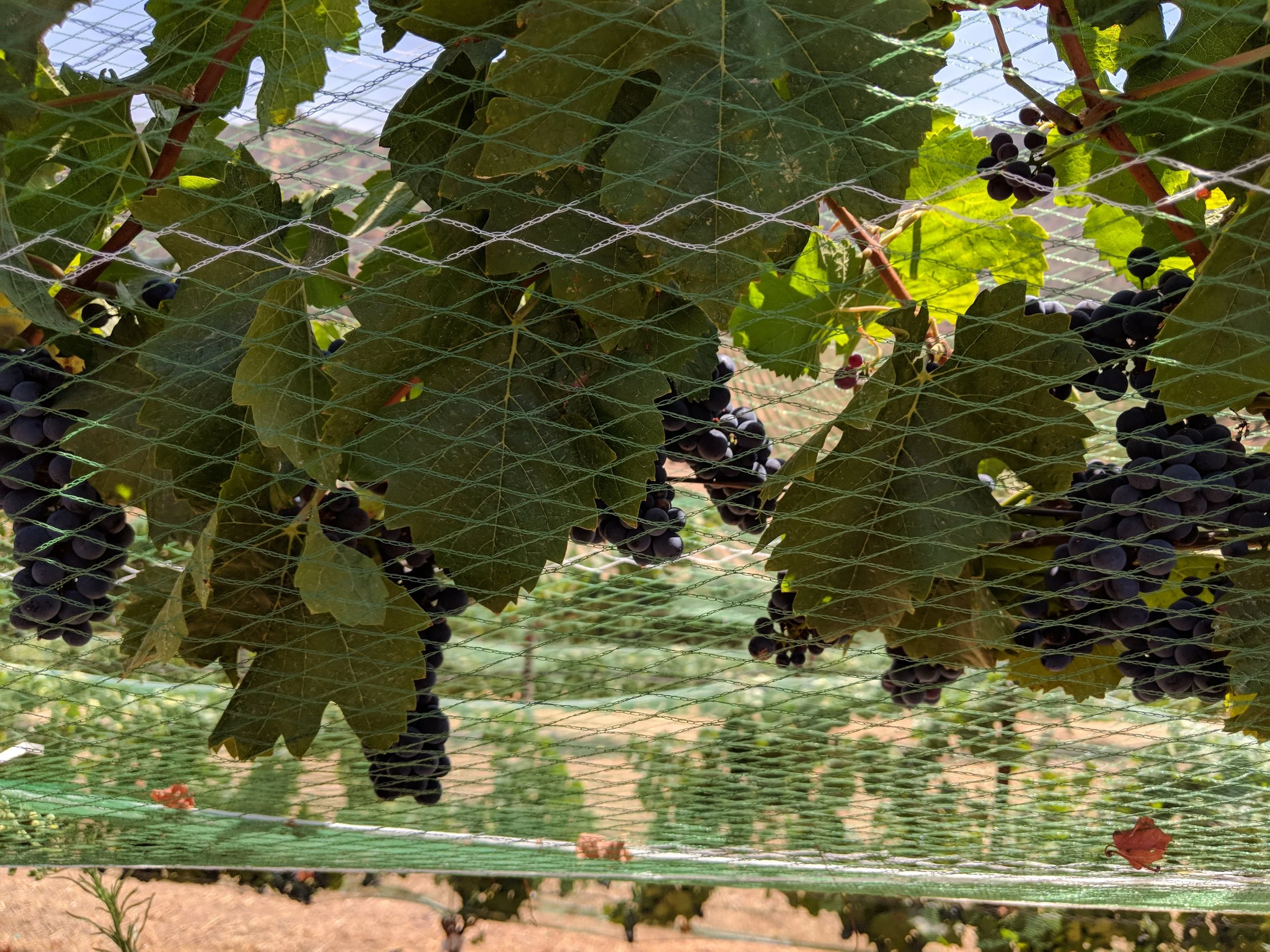 Pinot Noir grape clusters under bird netting in a California vineyard before harvest.