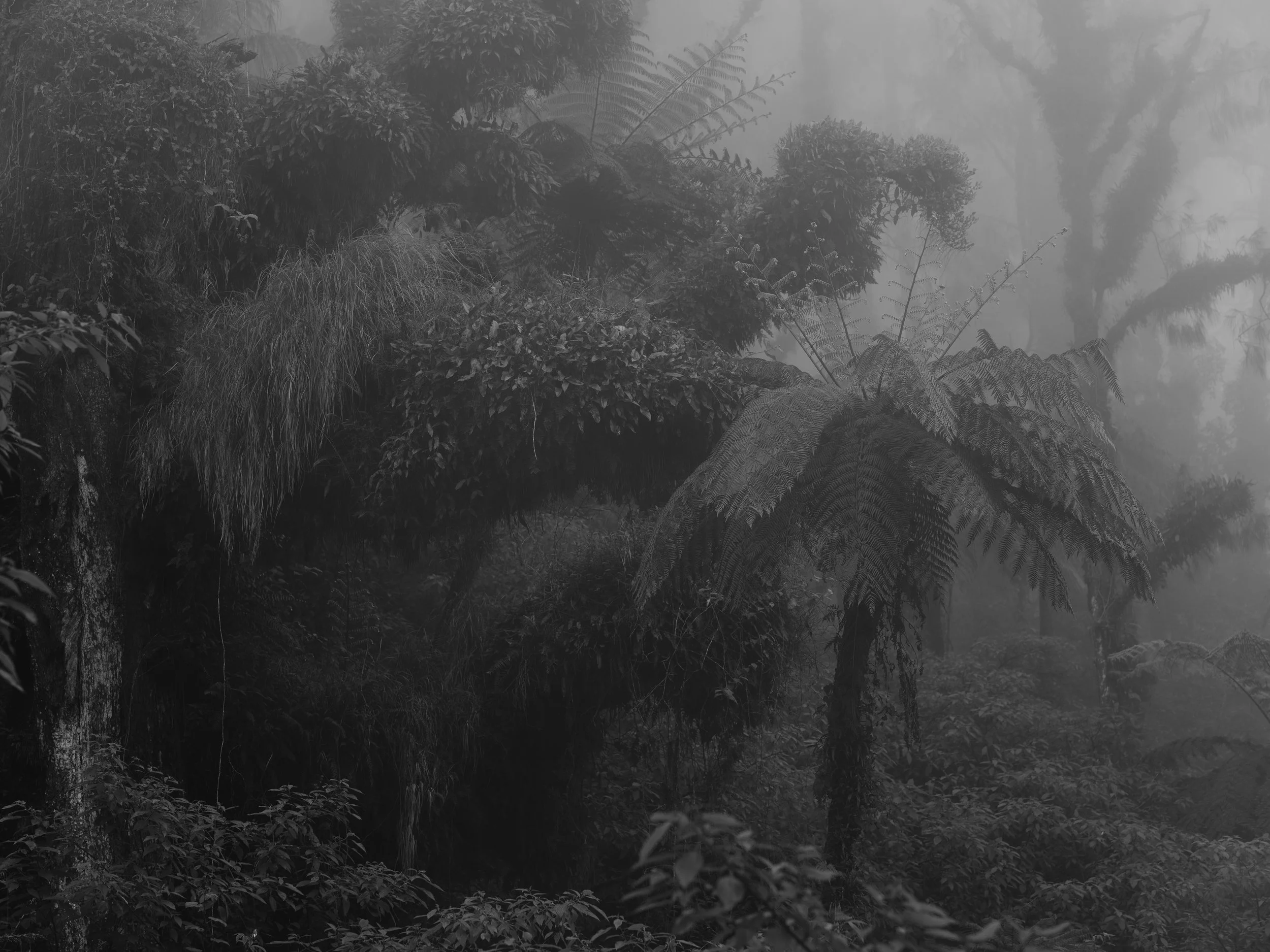 Nebeliger Wald mit dichten Farnen und Vegetation.
