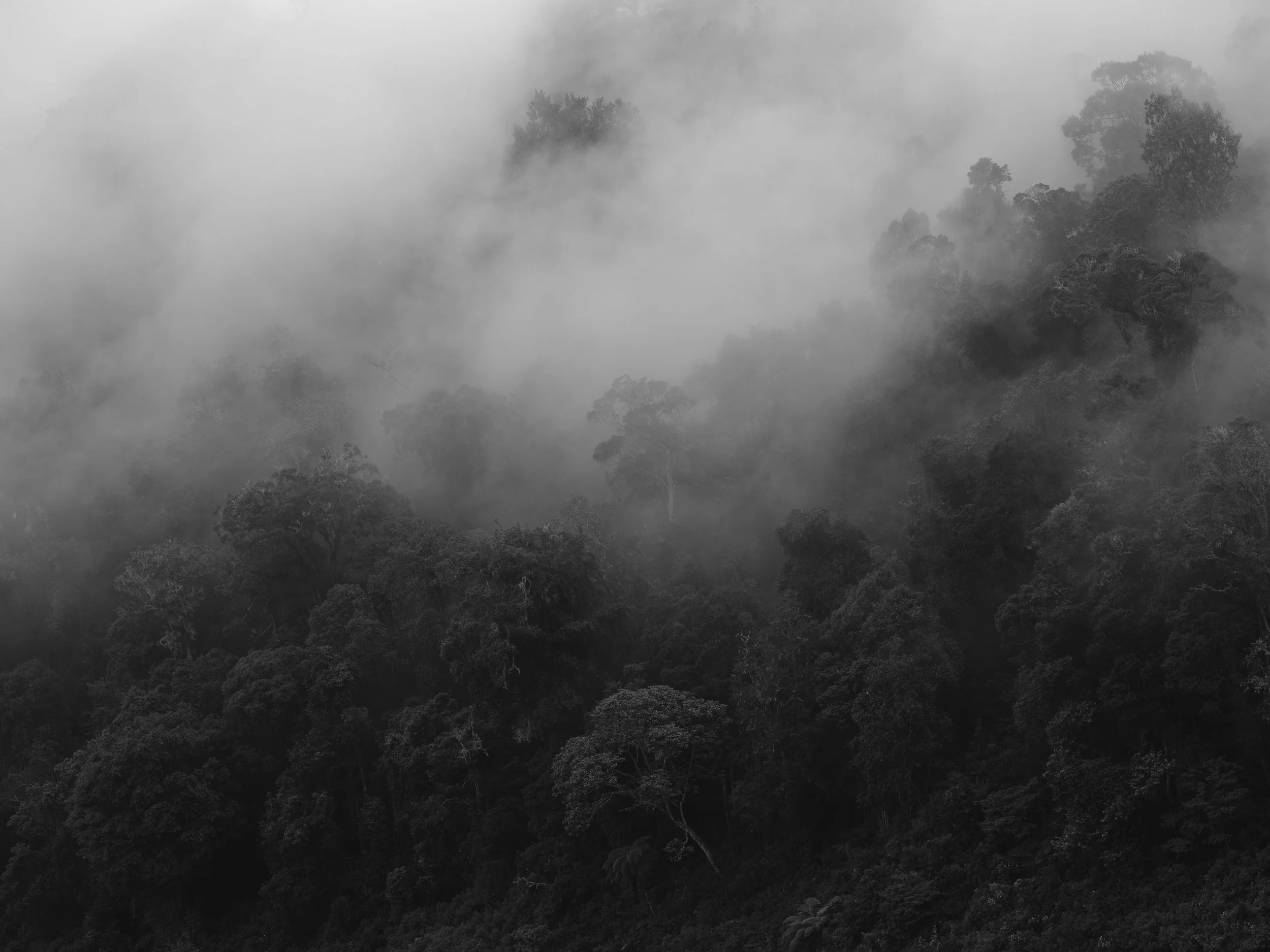 Dichter Wald im Nebel, Schwarz-Weiß-Fotografie