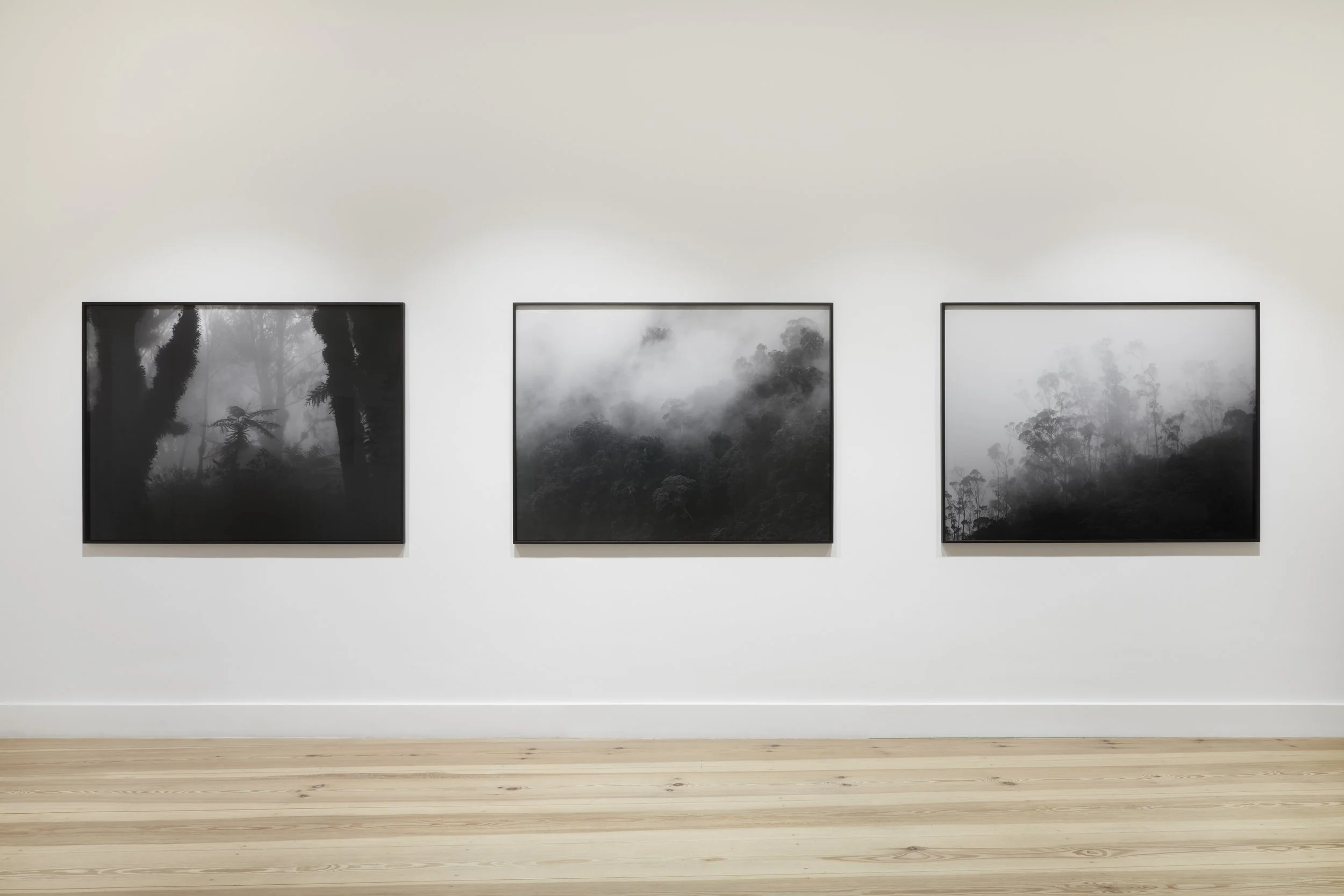 Three black and white landscape photographs of foggy forests are displayed on a gallery wall with a white background and wooden floor.