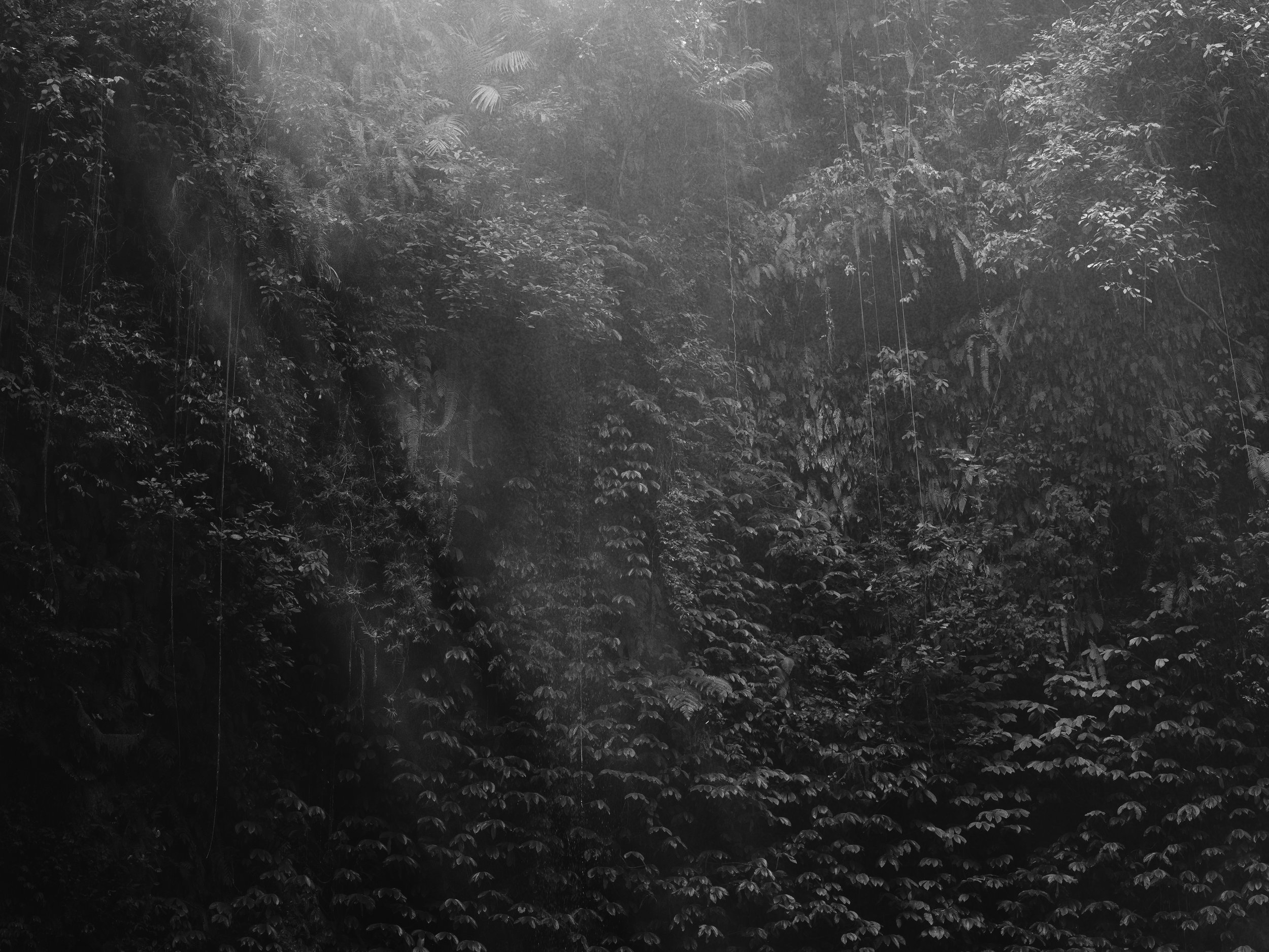 Schwarz-Weiß-Foto eines dichten Waldes mit viel Laub und Lianen, durch das Sonnenlicht strahlt.