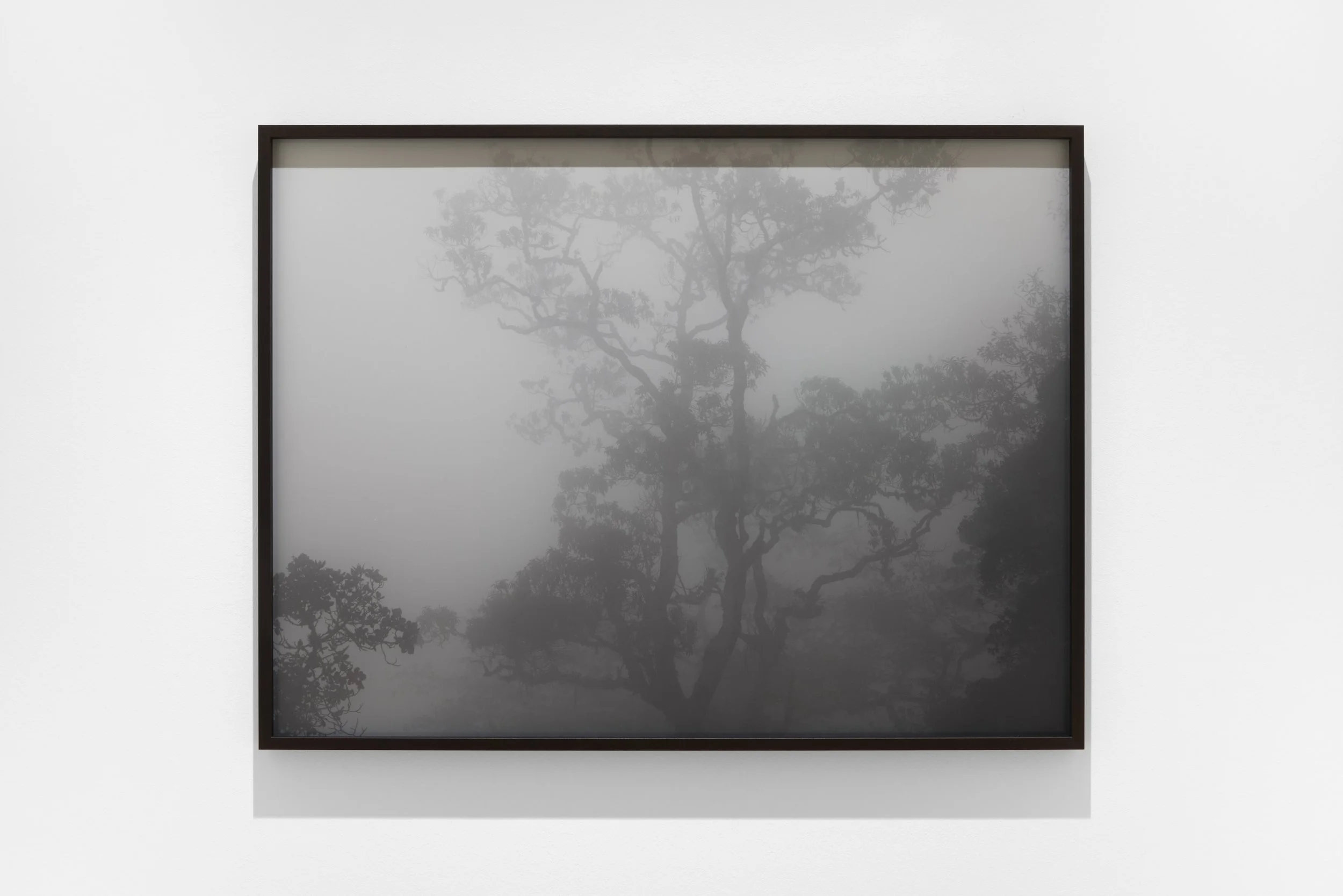Framed black and white photo of a foggy landscape with trees, hanging on a white gallery wall.
