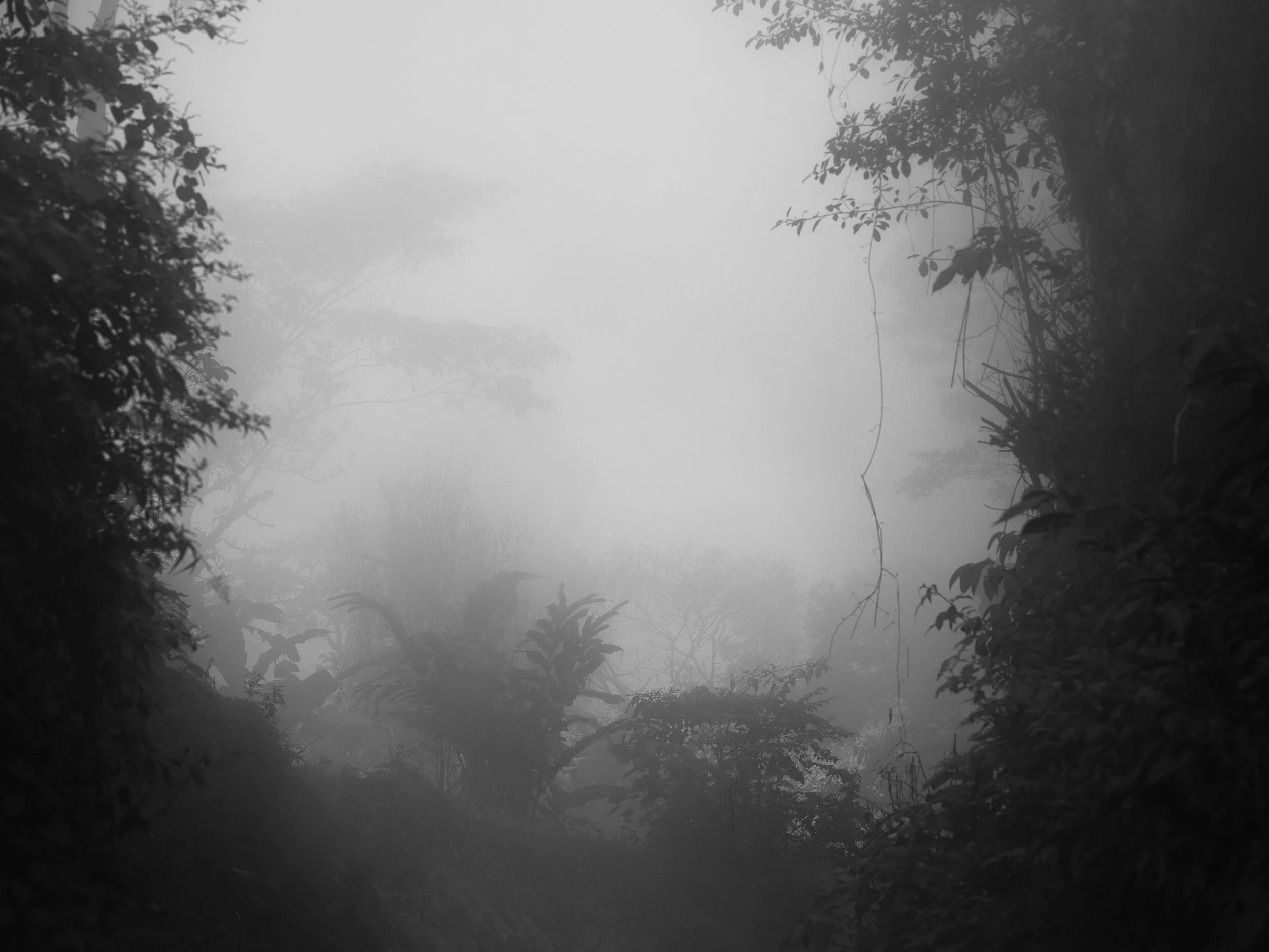 Dichter Nebel über einem bewaldeten Gebiet mit Silhouetten von Bäumen und Pflanzen.