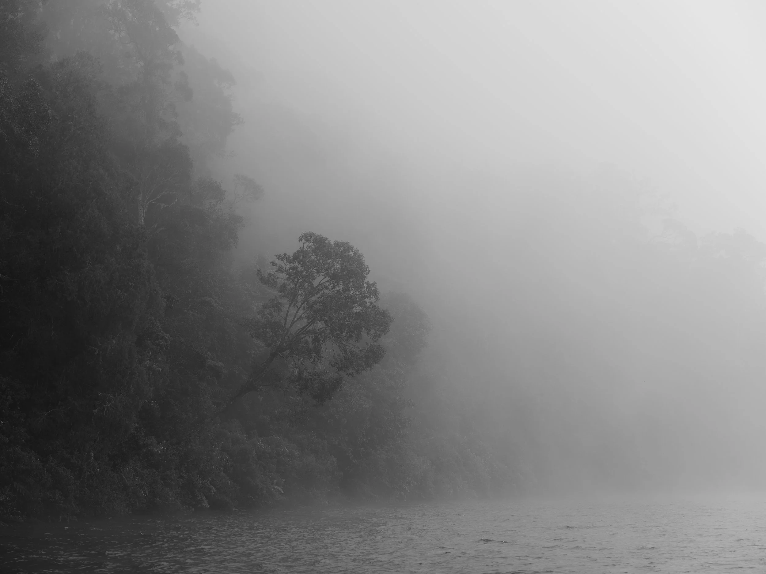 Nebliger Wald mit Bäumen am Ufer eines Gewässers, schwarz-weiß fotografiert.