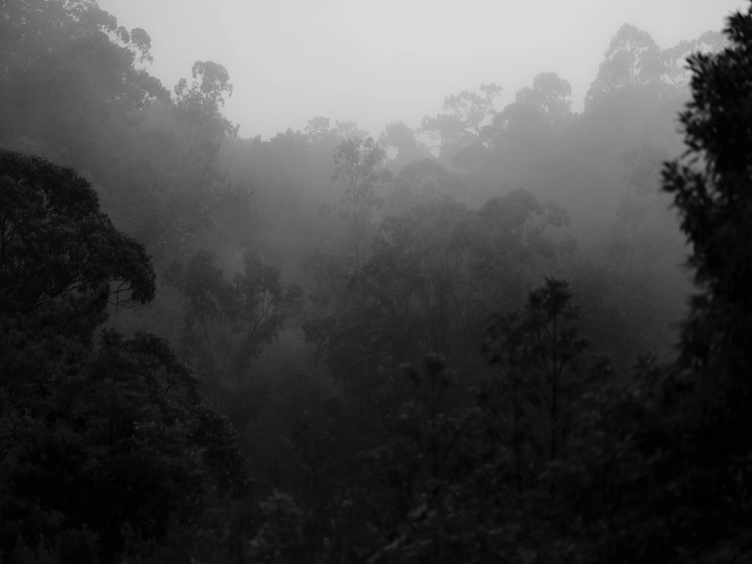 Schwarz-Weiß-Bild eines nebligen Waldes mit hohen Bäumen und dichter Vegetation.