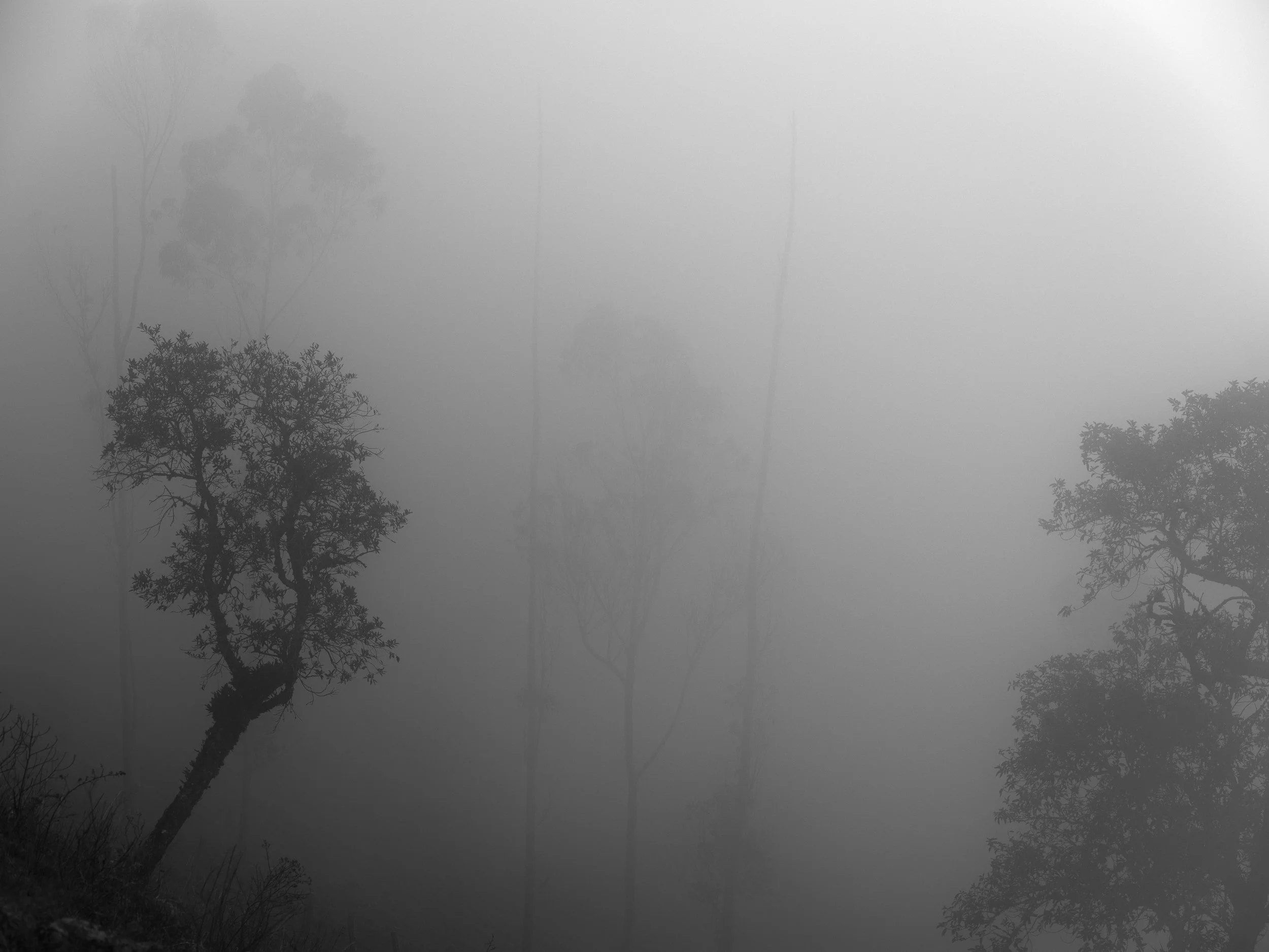 Bäume im Nebel mit stark reduzierter Sicht im Nebel, schwarz-weiß Bild.