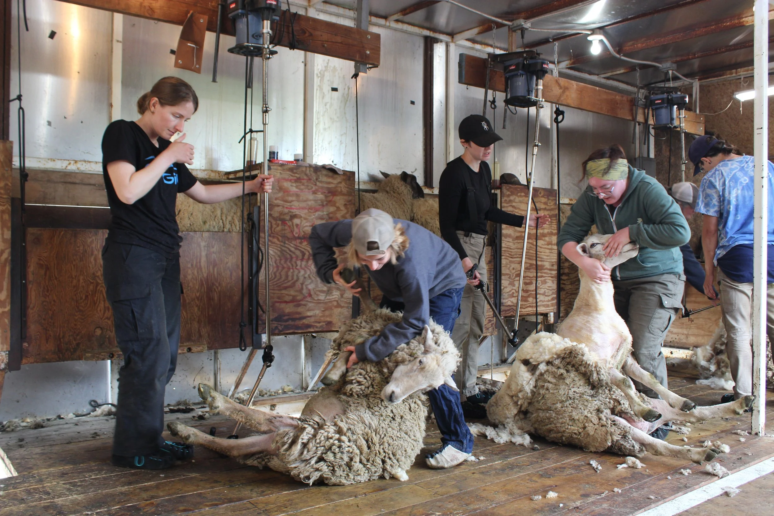Beginning Shearing (0-100 animals per day)