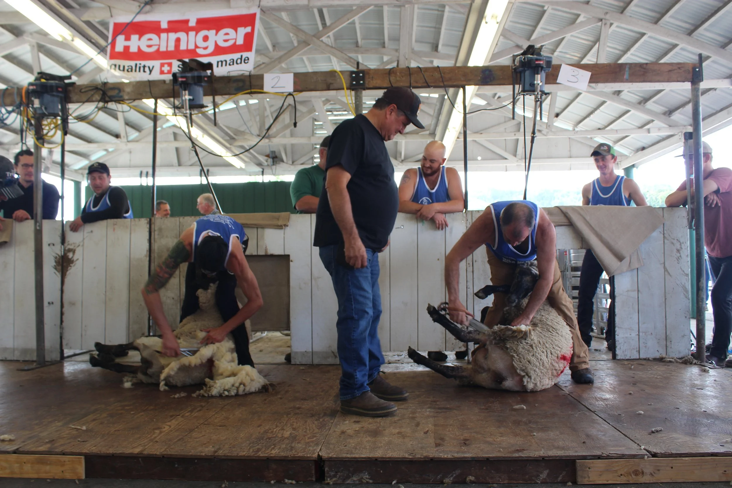 Open (more than 150 animals per day)