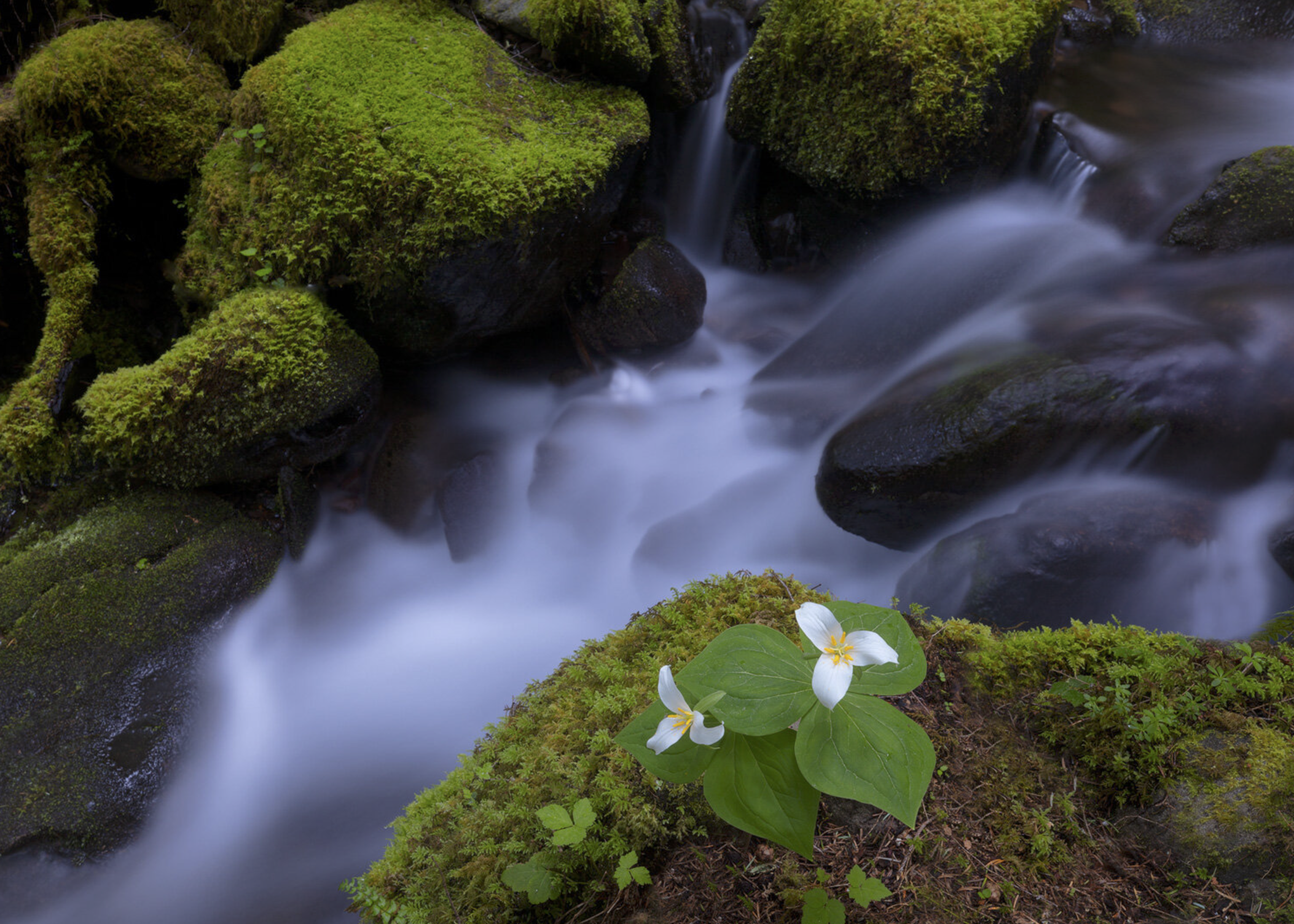 Flowing mountain stream with moss-covered rocks and a cluster of white flowers with green leaves in the foreground.