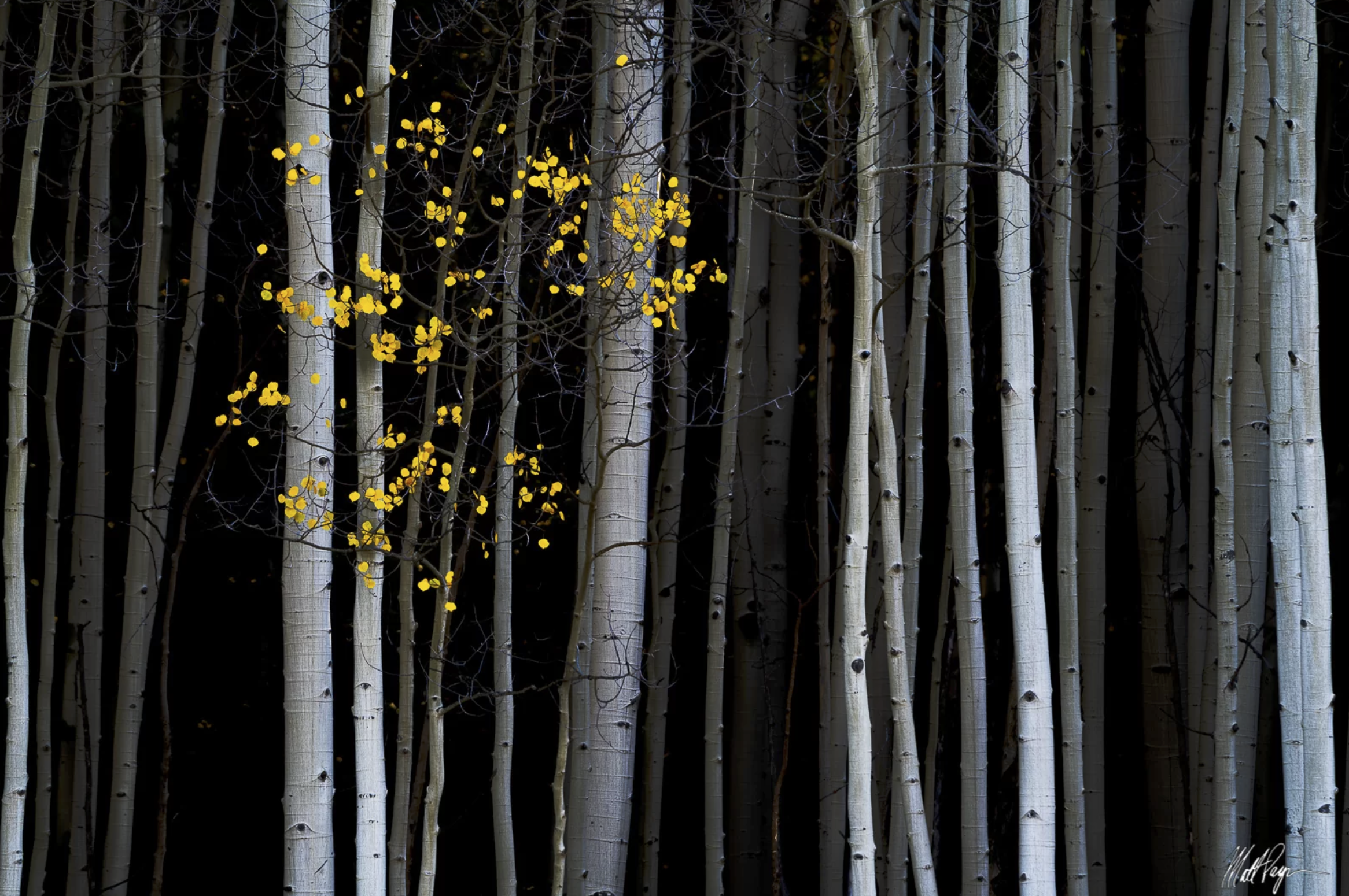 A forest of tall, slender trees with light-colored trunks, some leaves with bright yellow foliage on sparse branches against a dark background.