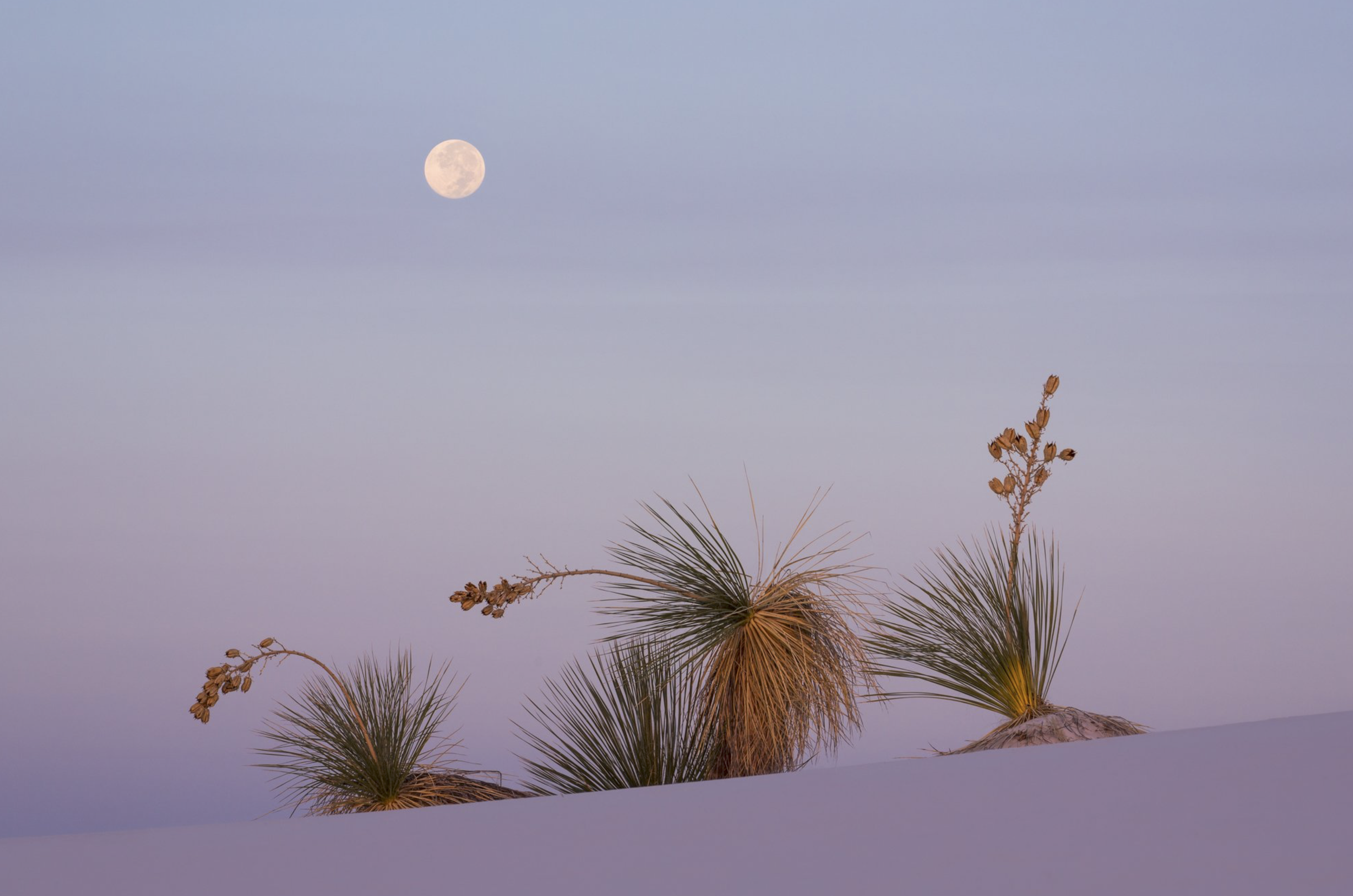 Desert plants grow through the sand dunes with a full moon in the clear sky.