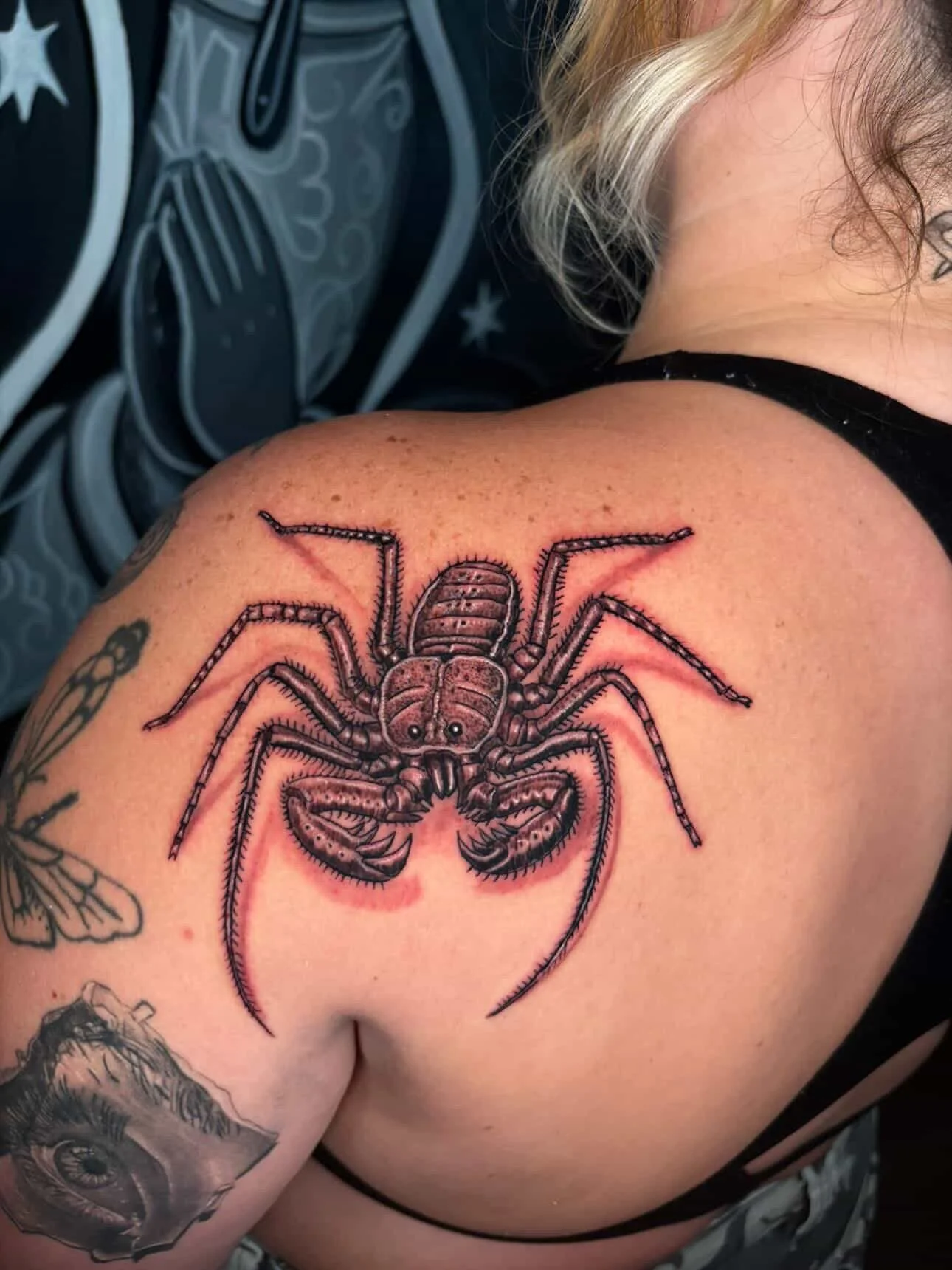 Tailless whip spider done in black and grey.