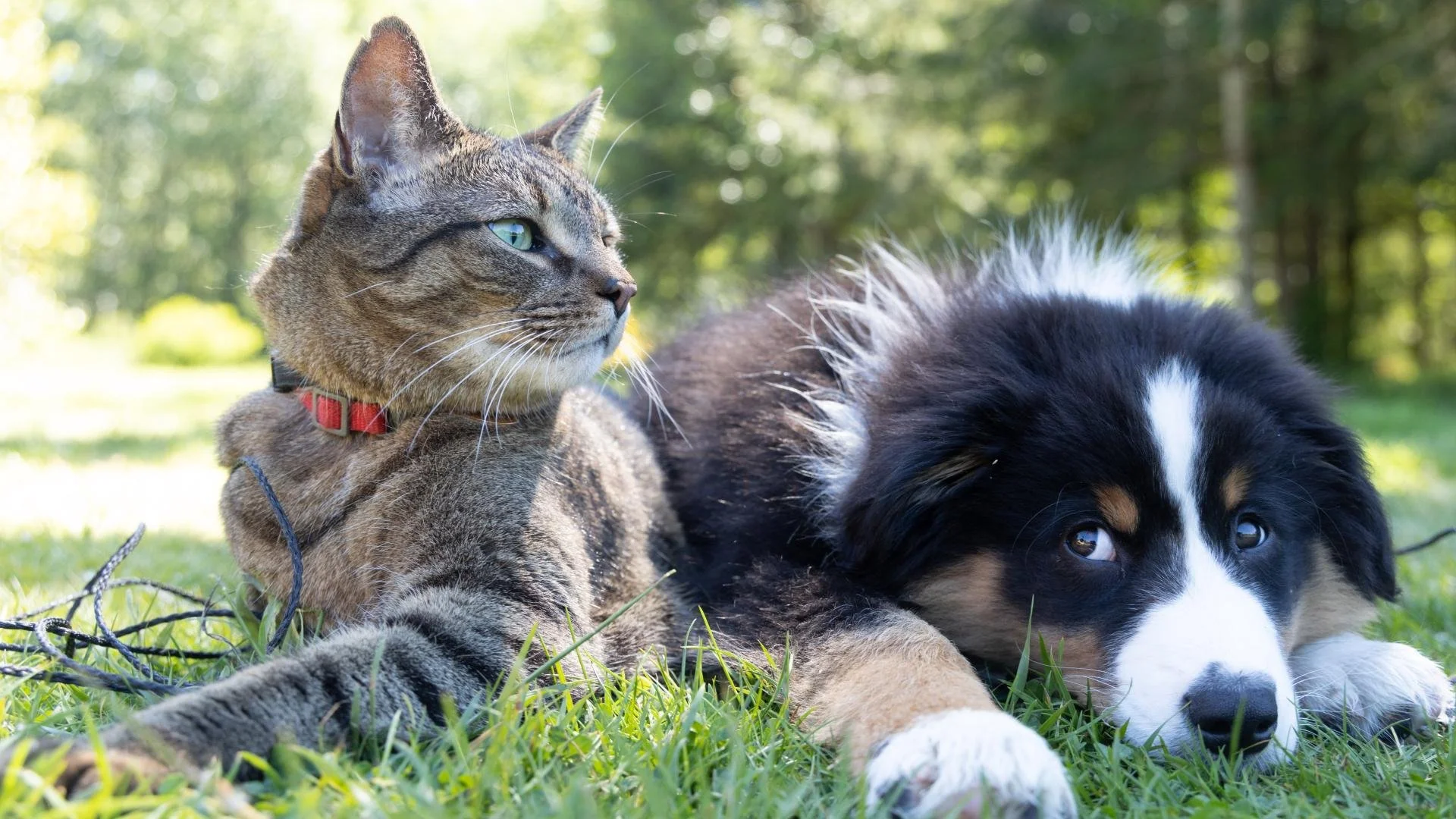 Campaigning for change: a success story for animal charities