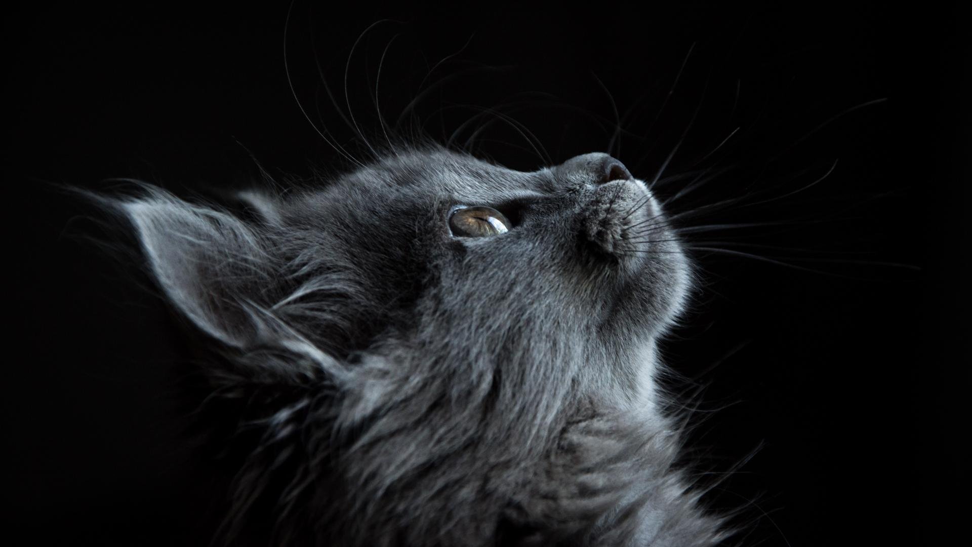 Confessions of a millennial cat lover: What animal charities should know about pet owners