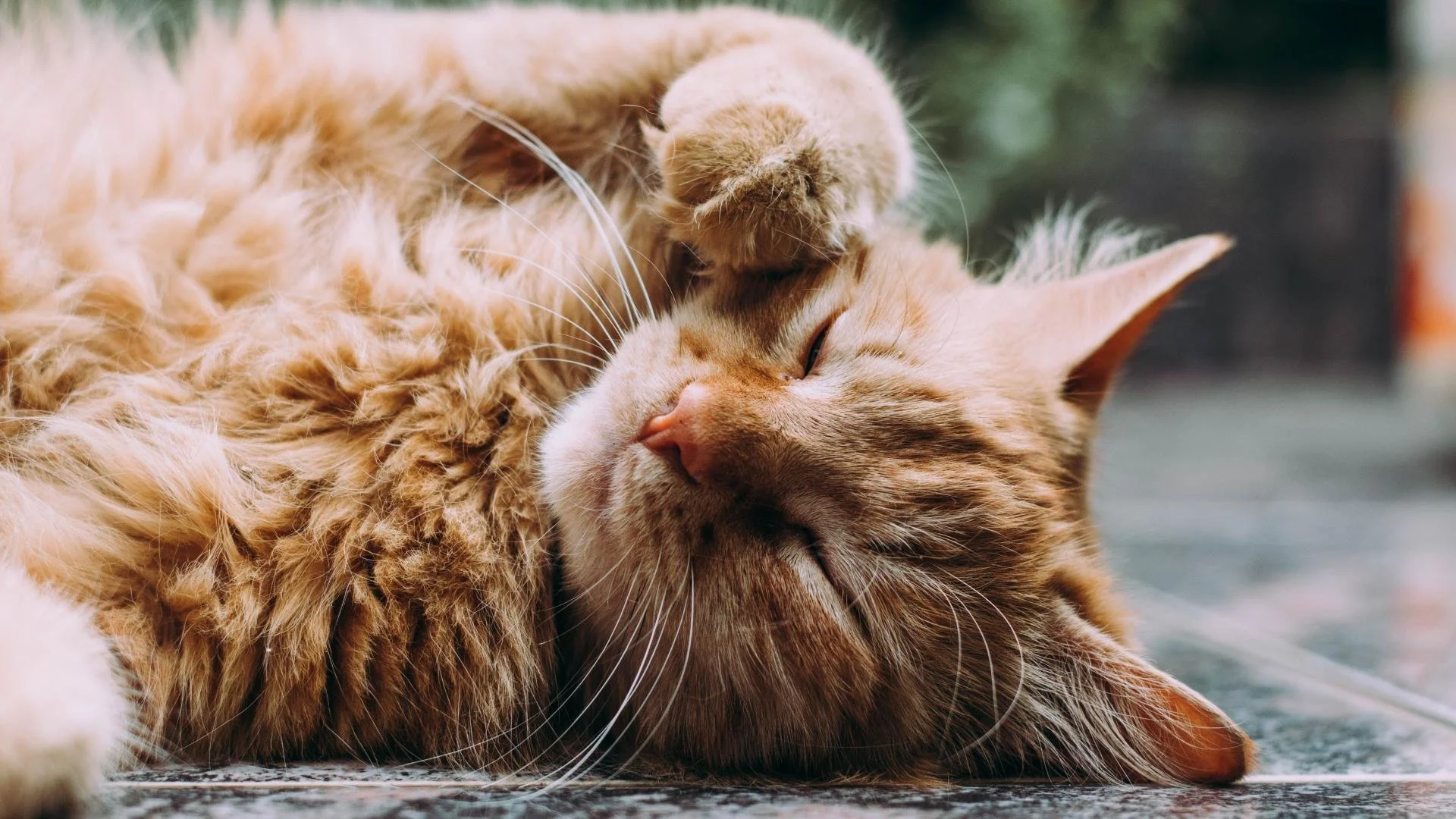 Paws-itively Feline Fine