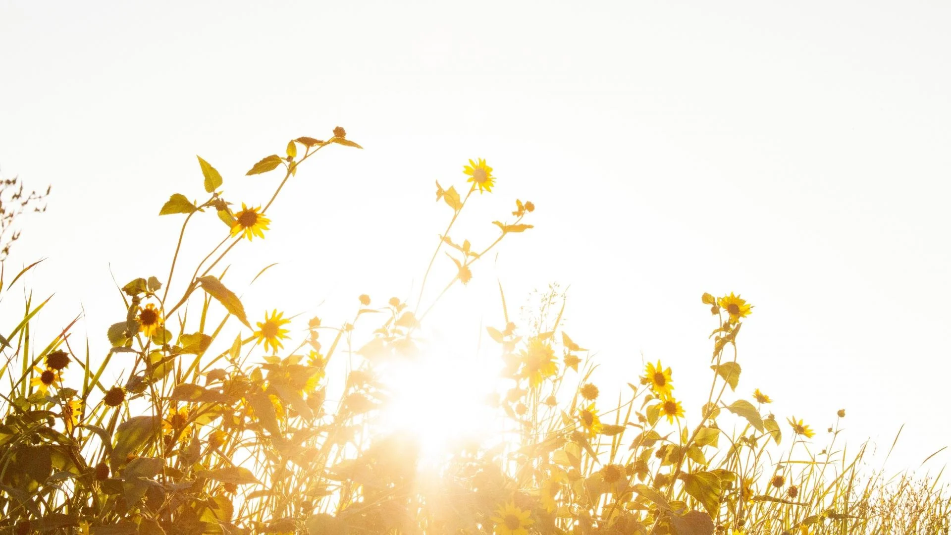 COVID-19: How can charities harness the public desire to help?