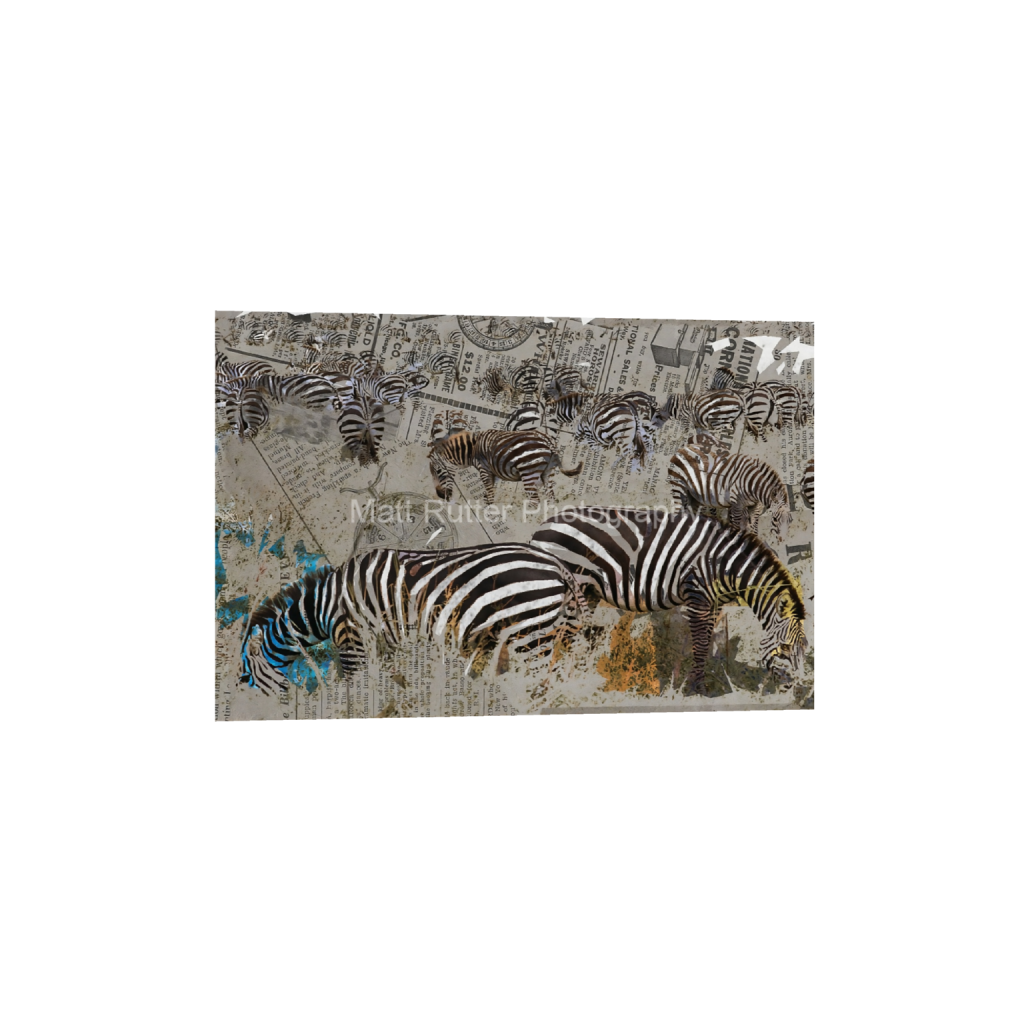 Collage artwork of multiple zebras grazing, layered over vintage newspaper textures with subtle pops of color in blue and orange