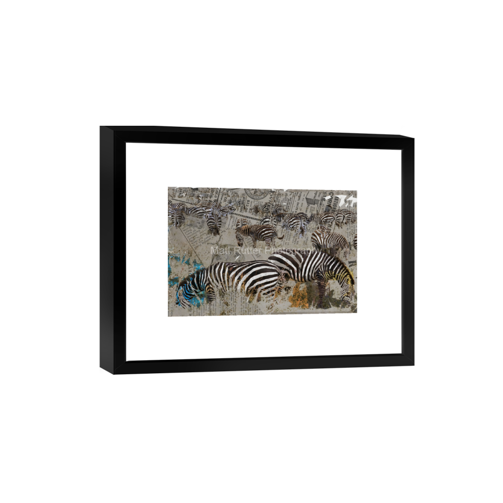 Collage artwork of multiple zebras grazing, layered over vintage newspaper textures with subtle pops of color in blue and orange