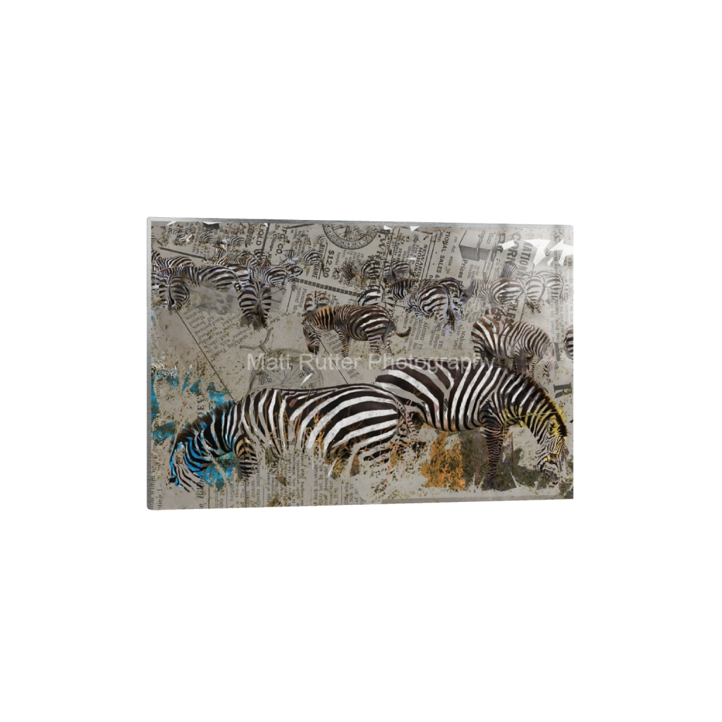 Collage artwork of multiple zebras grazing, layered over vintage newspaper textures with subtle pops of color in blue and orange