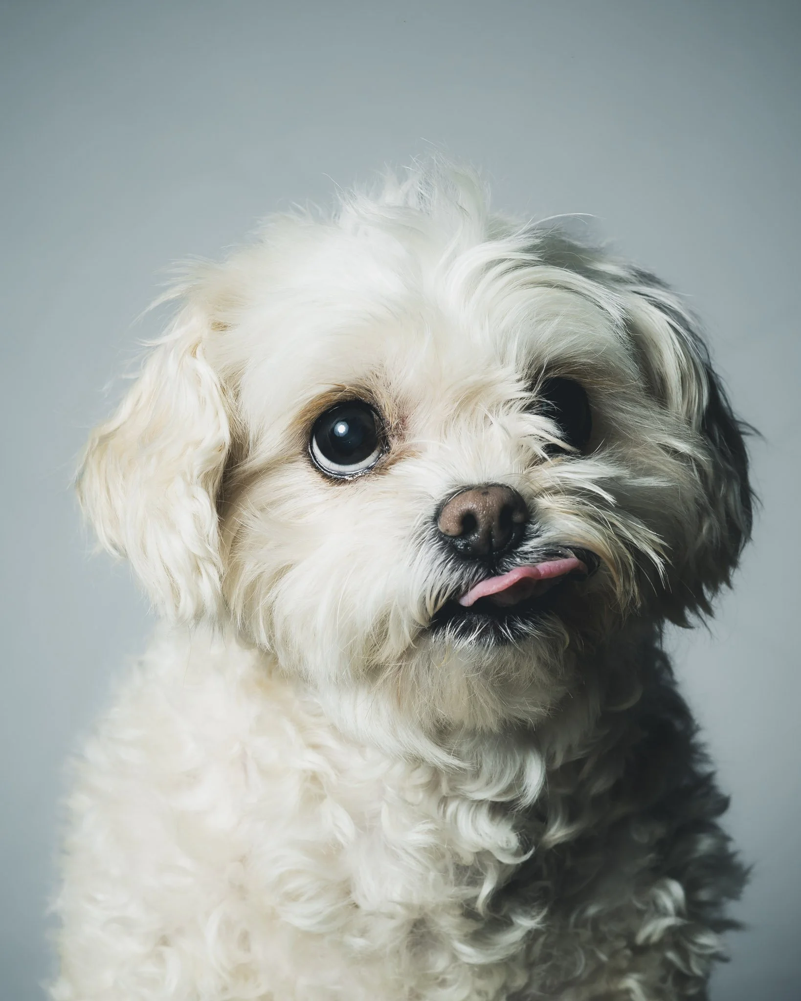 Why I’m Probably Undercharging for Pet Photography in Cleveland, And Why That’s Intentional