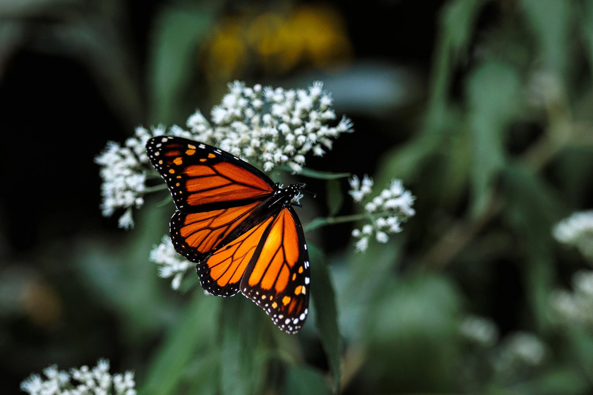 A Monarch butterfly with orange and black wings perched on small white flowers surrounded by green leaves.