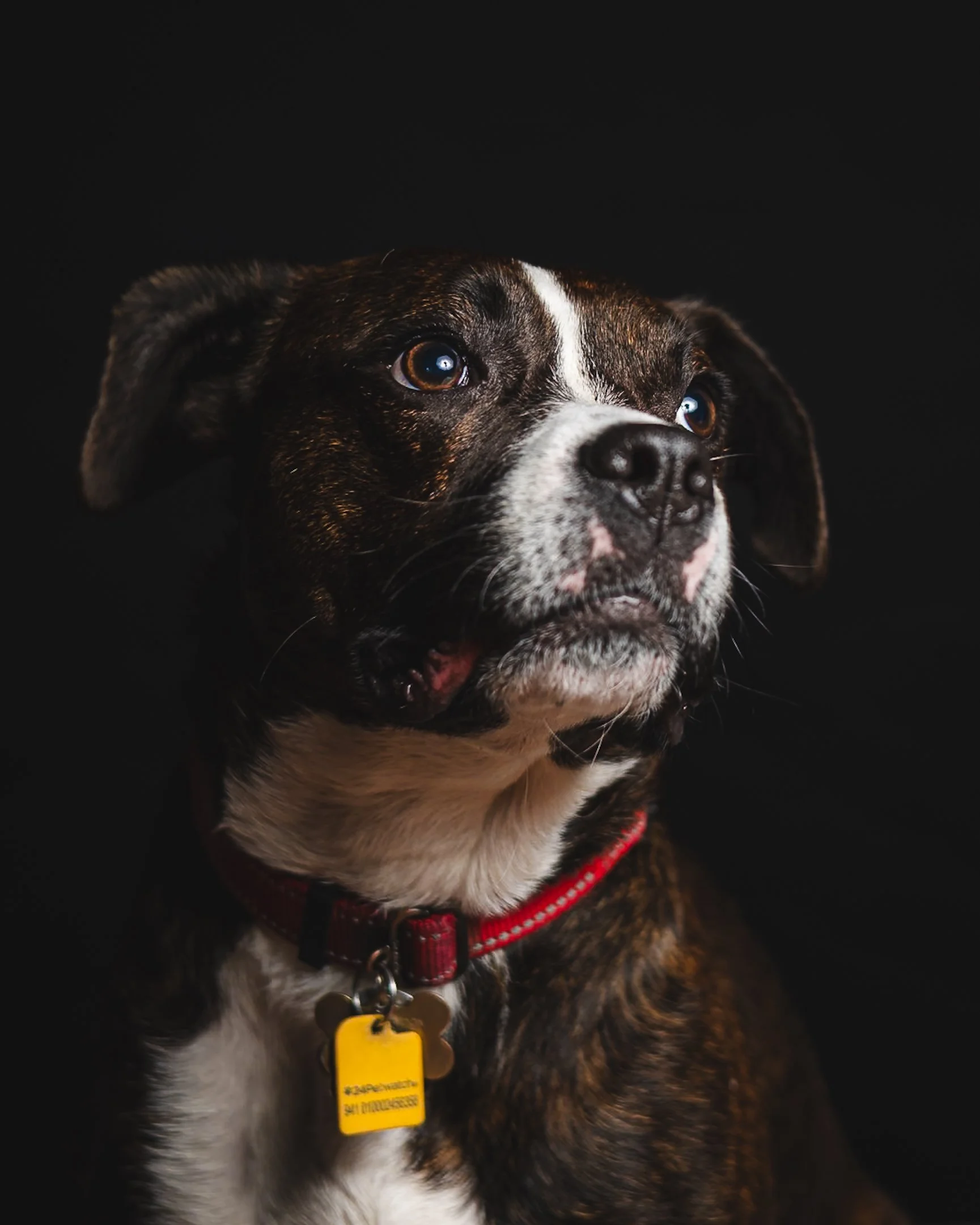 Close-up of a brindle and white dog with a red collar and yellow ID tag, set against a black background.