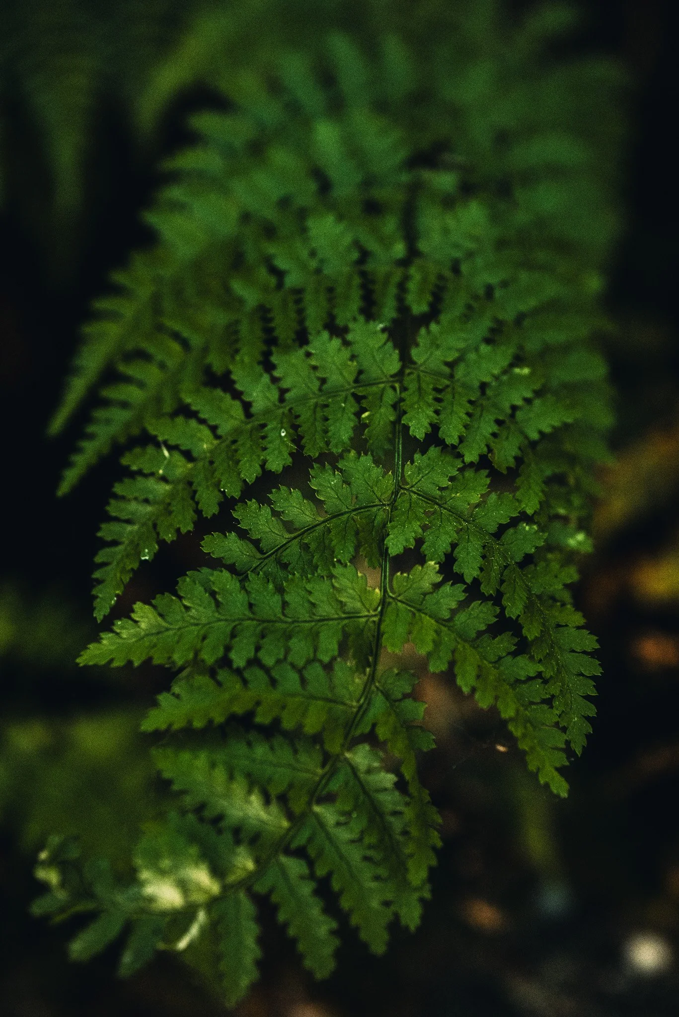 L1032846.jpg